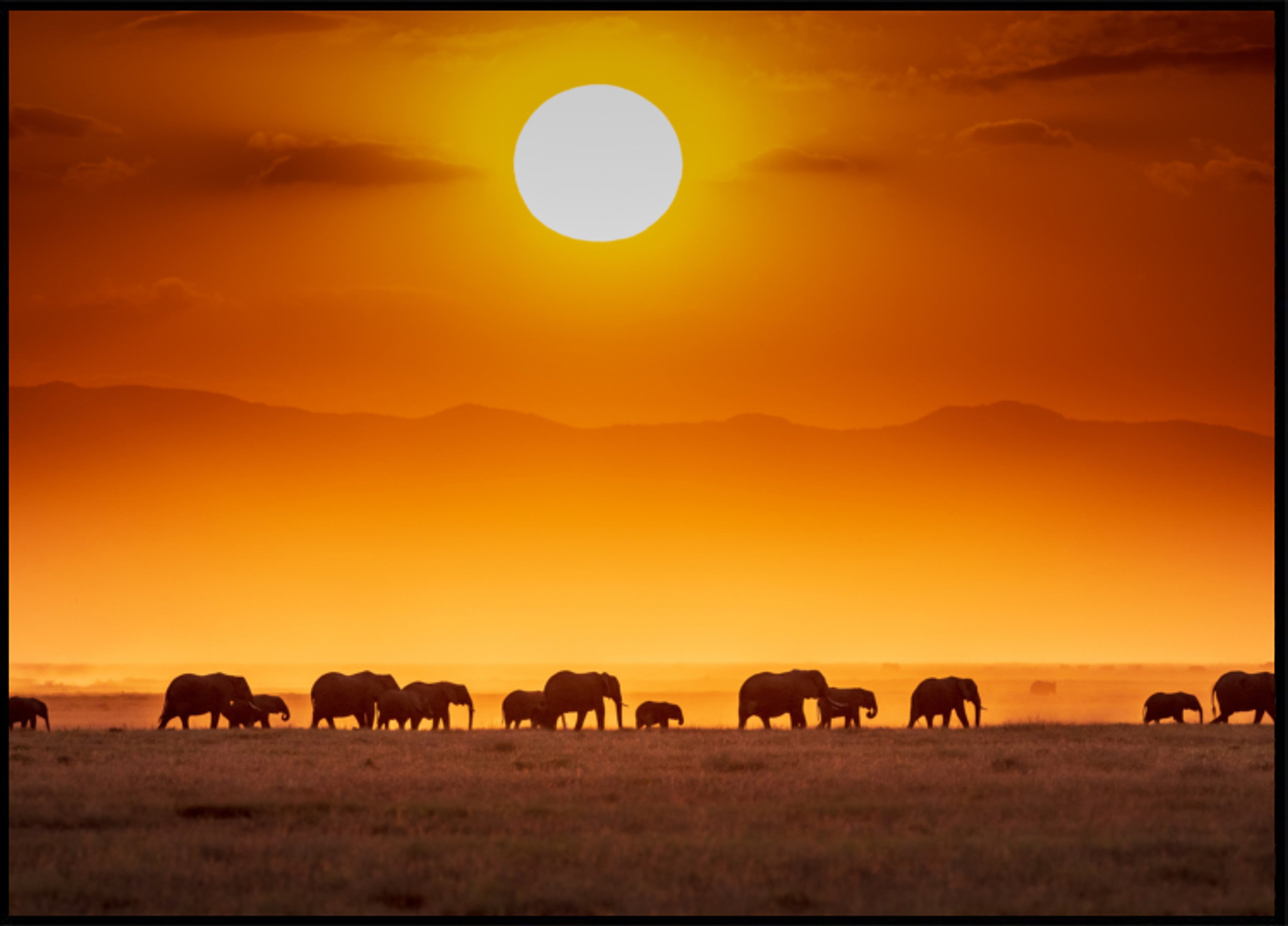 Elefanti africani al tramonto