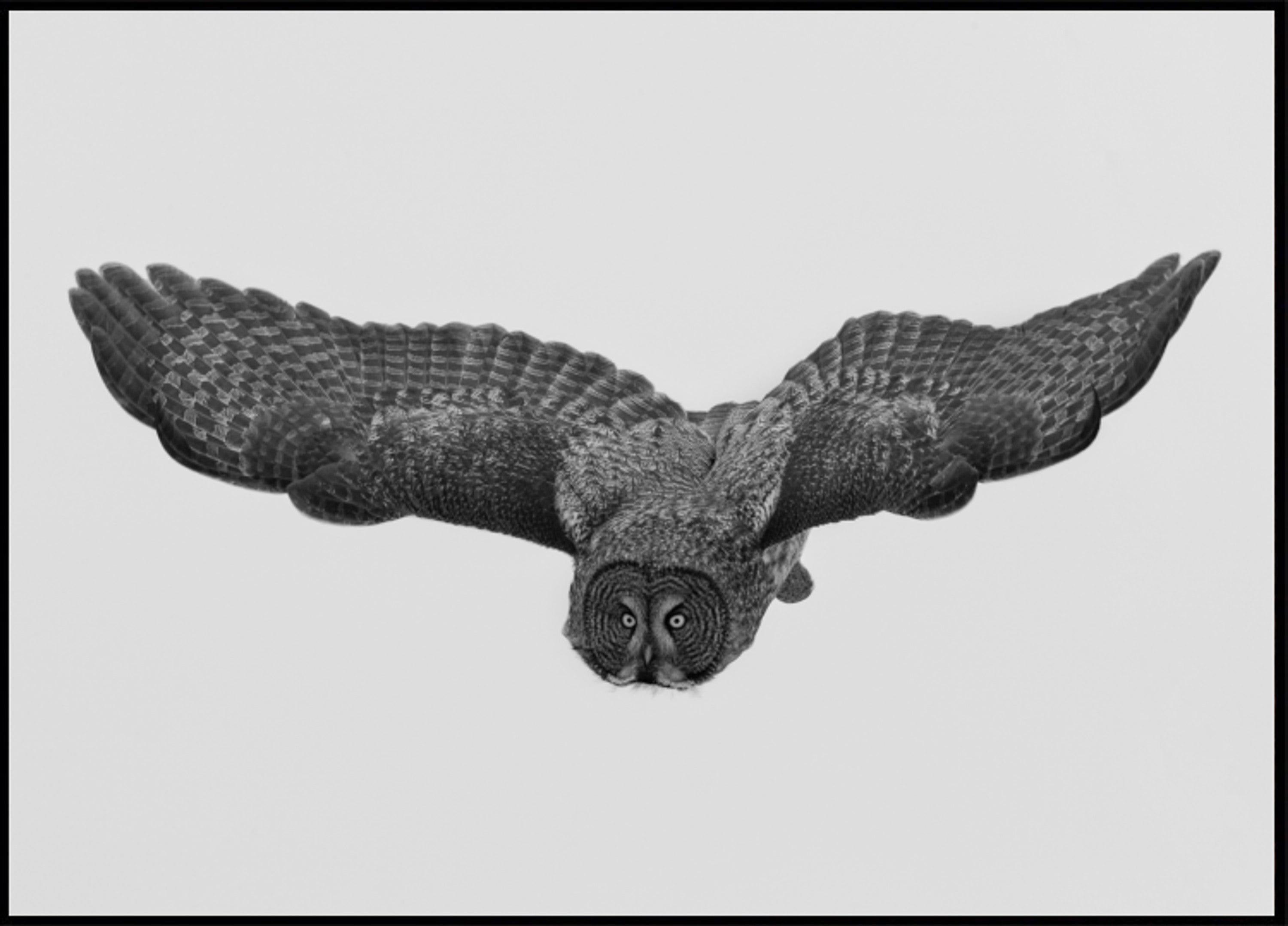 Gufo maestoso in volo