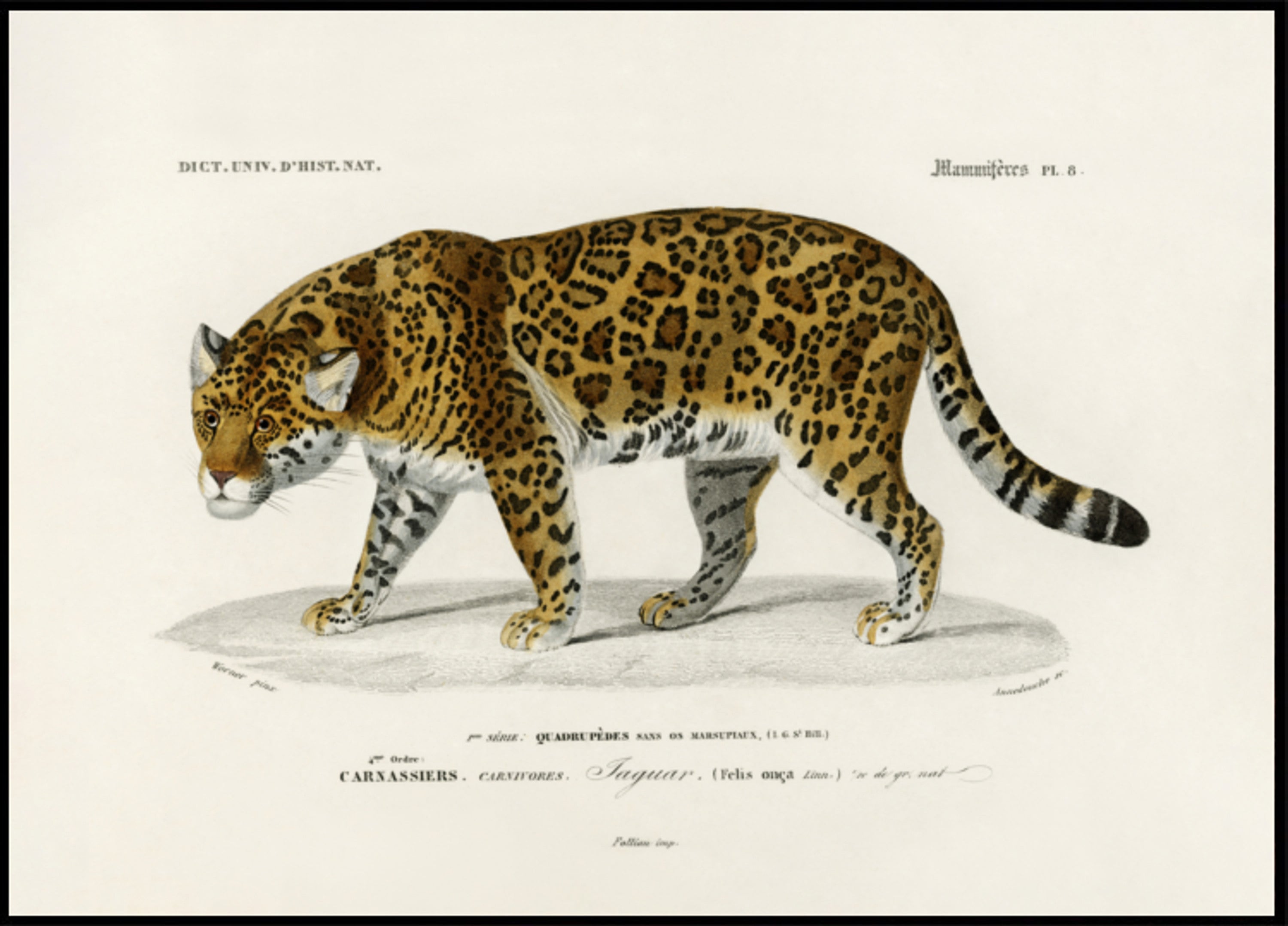 Giaguaro (Panthera Onca)
