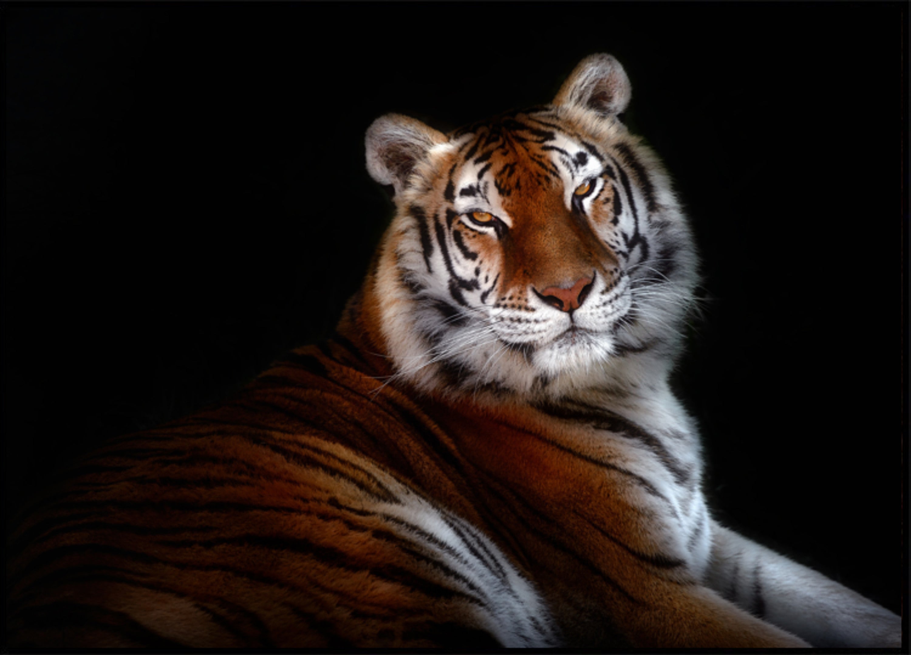 Sguardo maestoso della tigre
