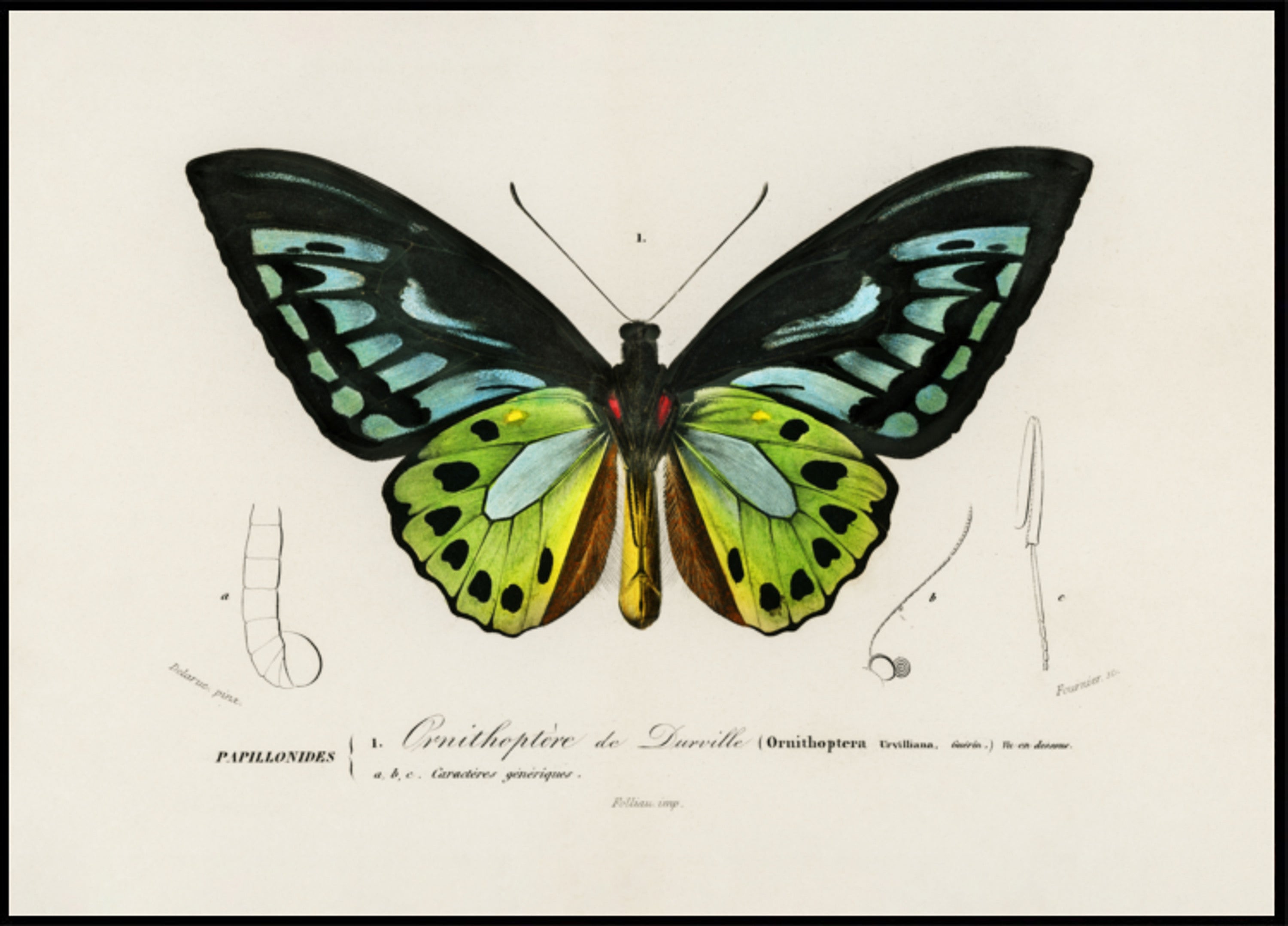 Farfalla verde di Birdwing