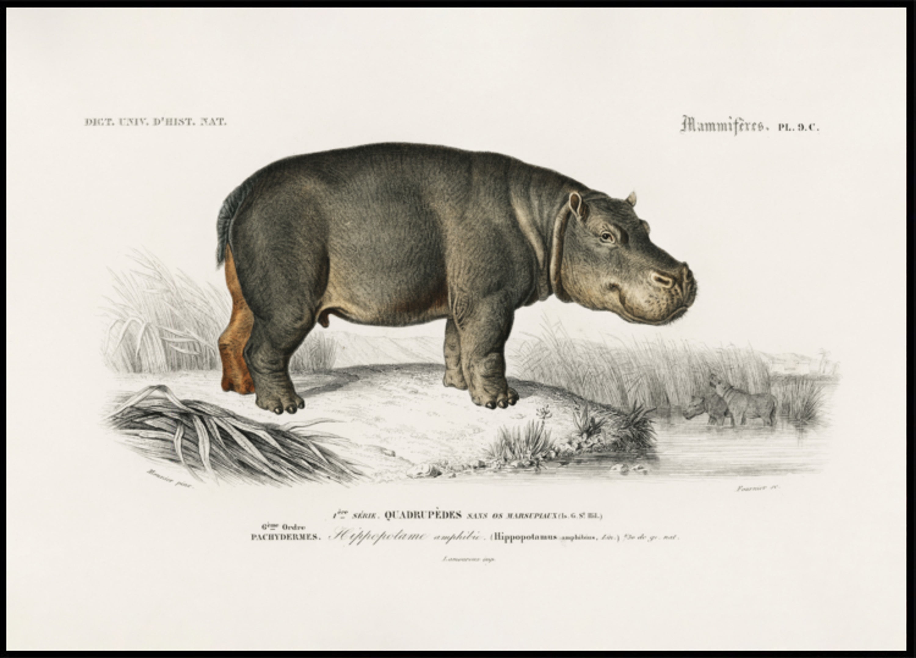Ippopotamo