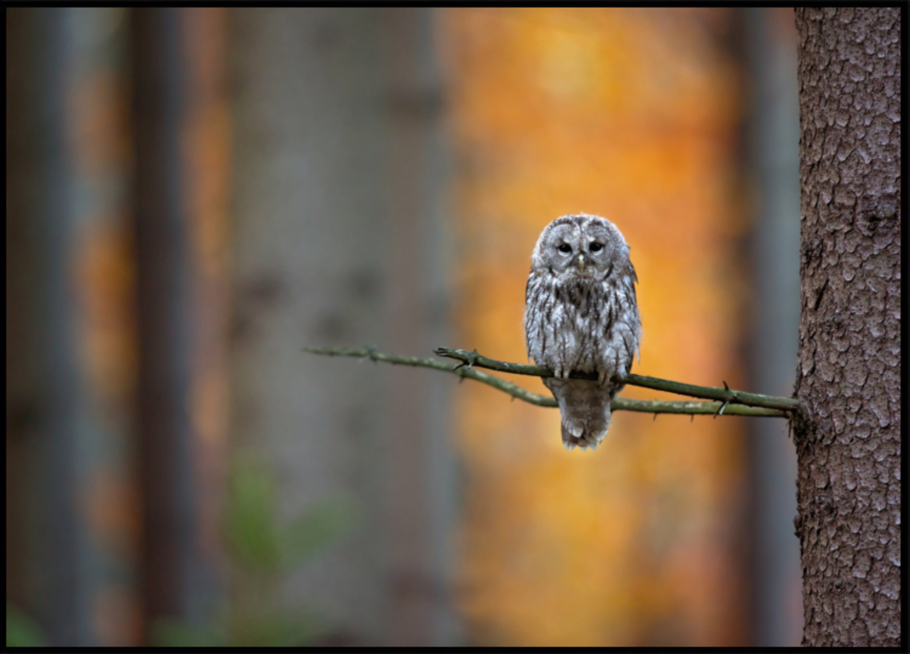 Lo sguardo del gufo autunnale