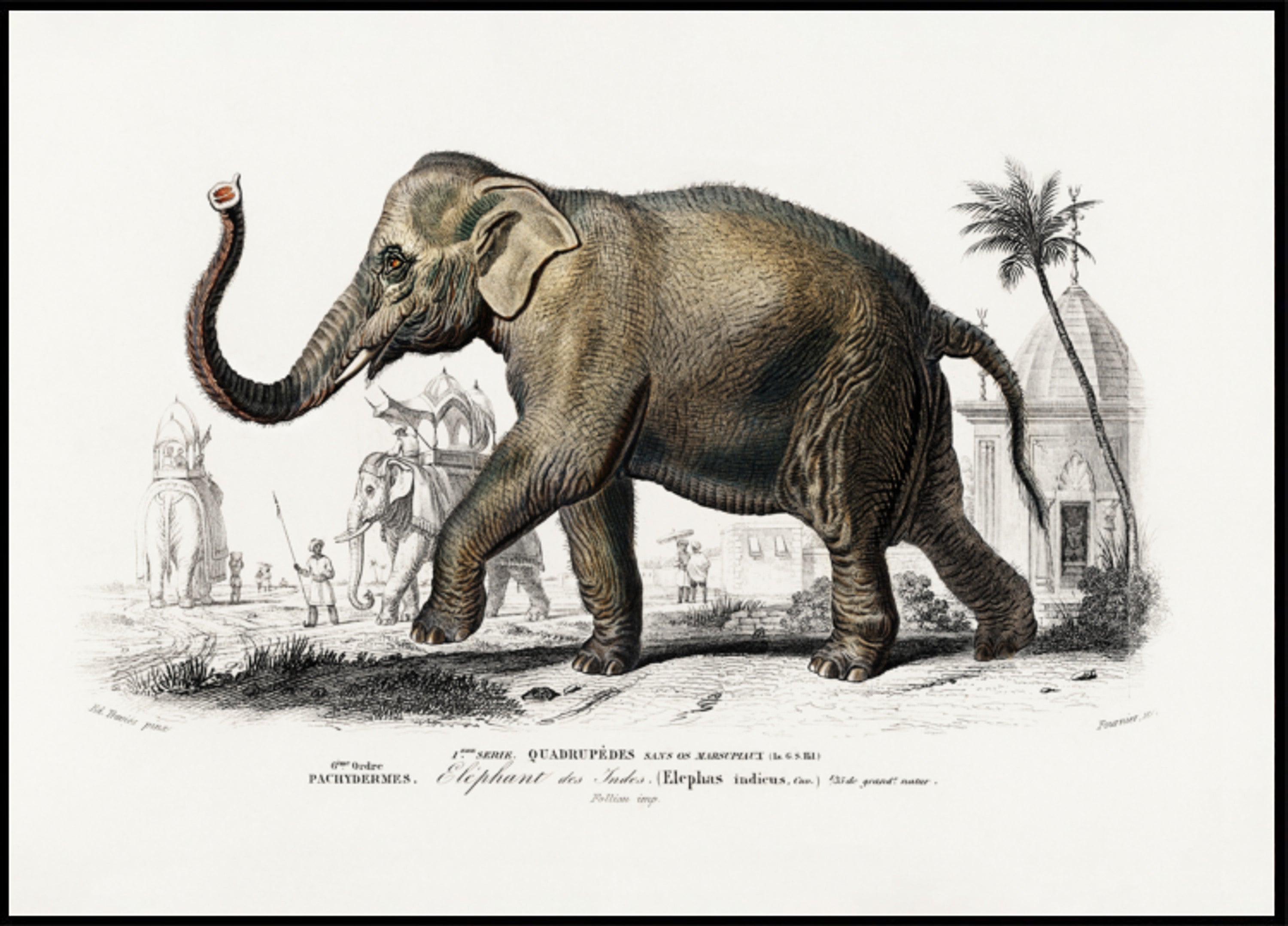 Elefante asiatico