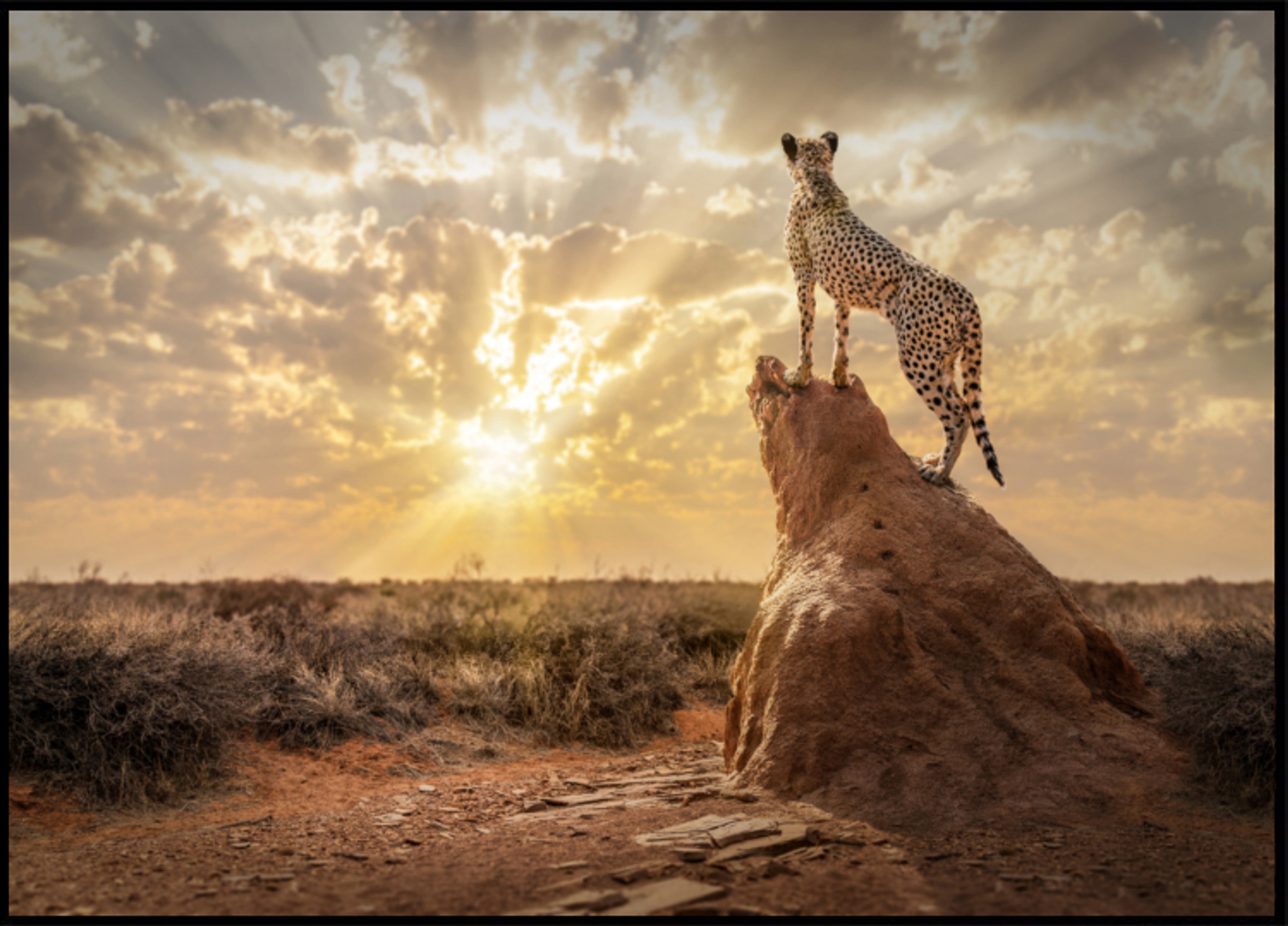 Ghepardo al tramonto