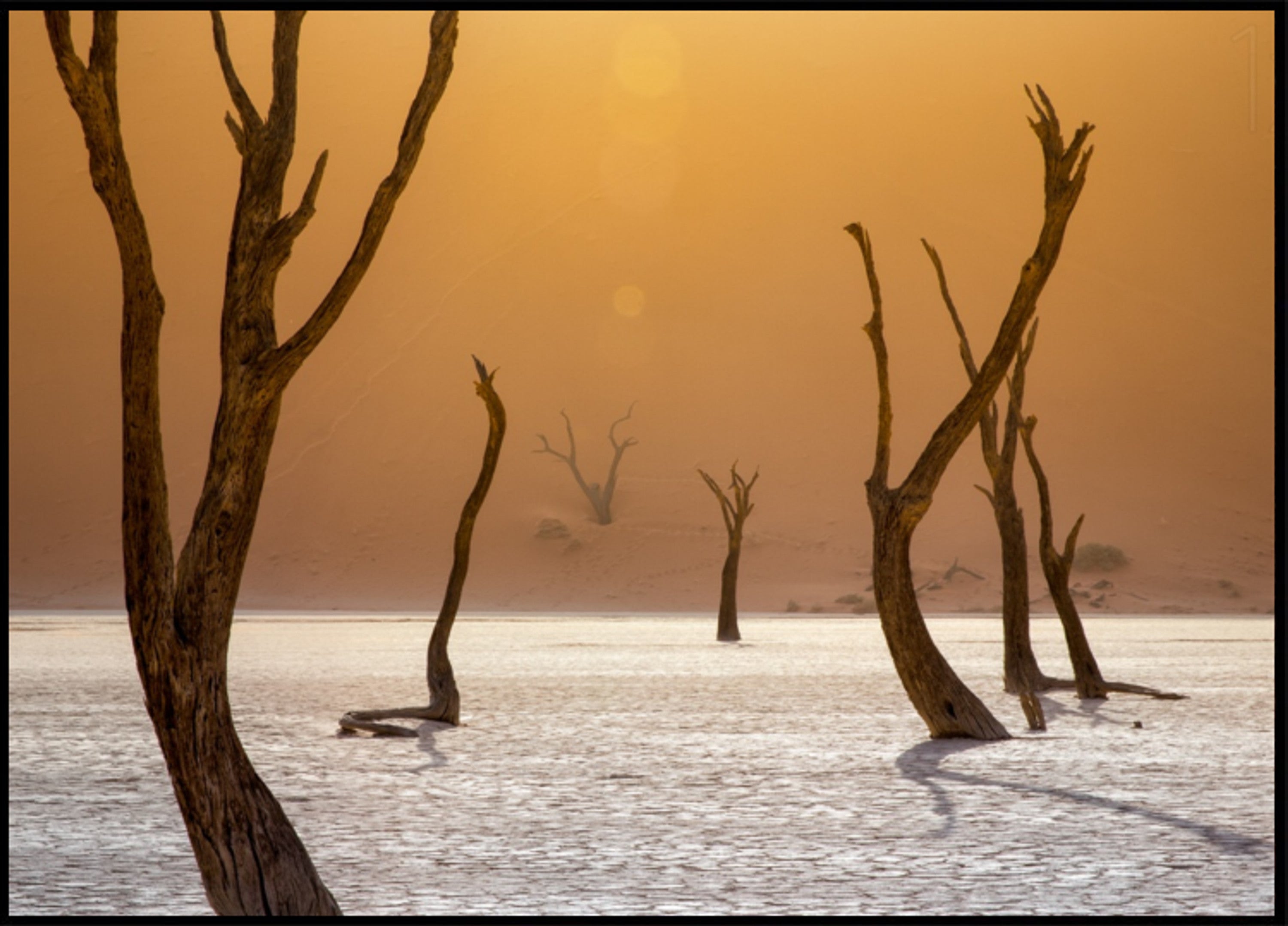 Alberi del deserto arancione