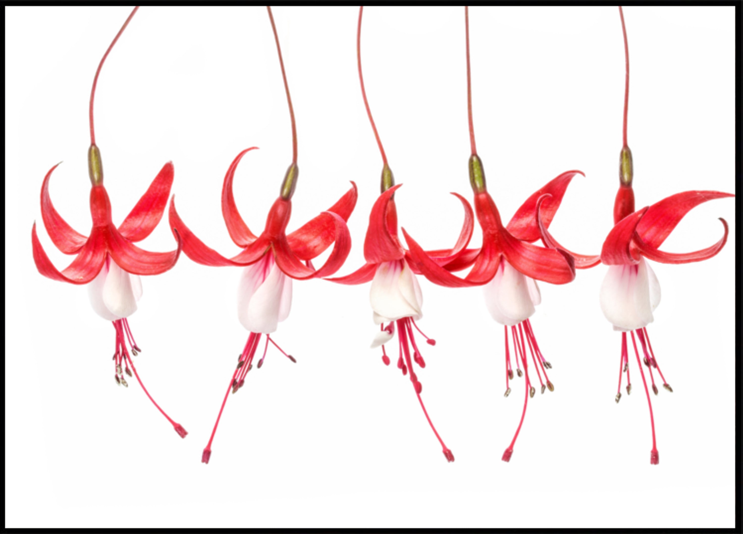 Fucsia