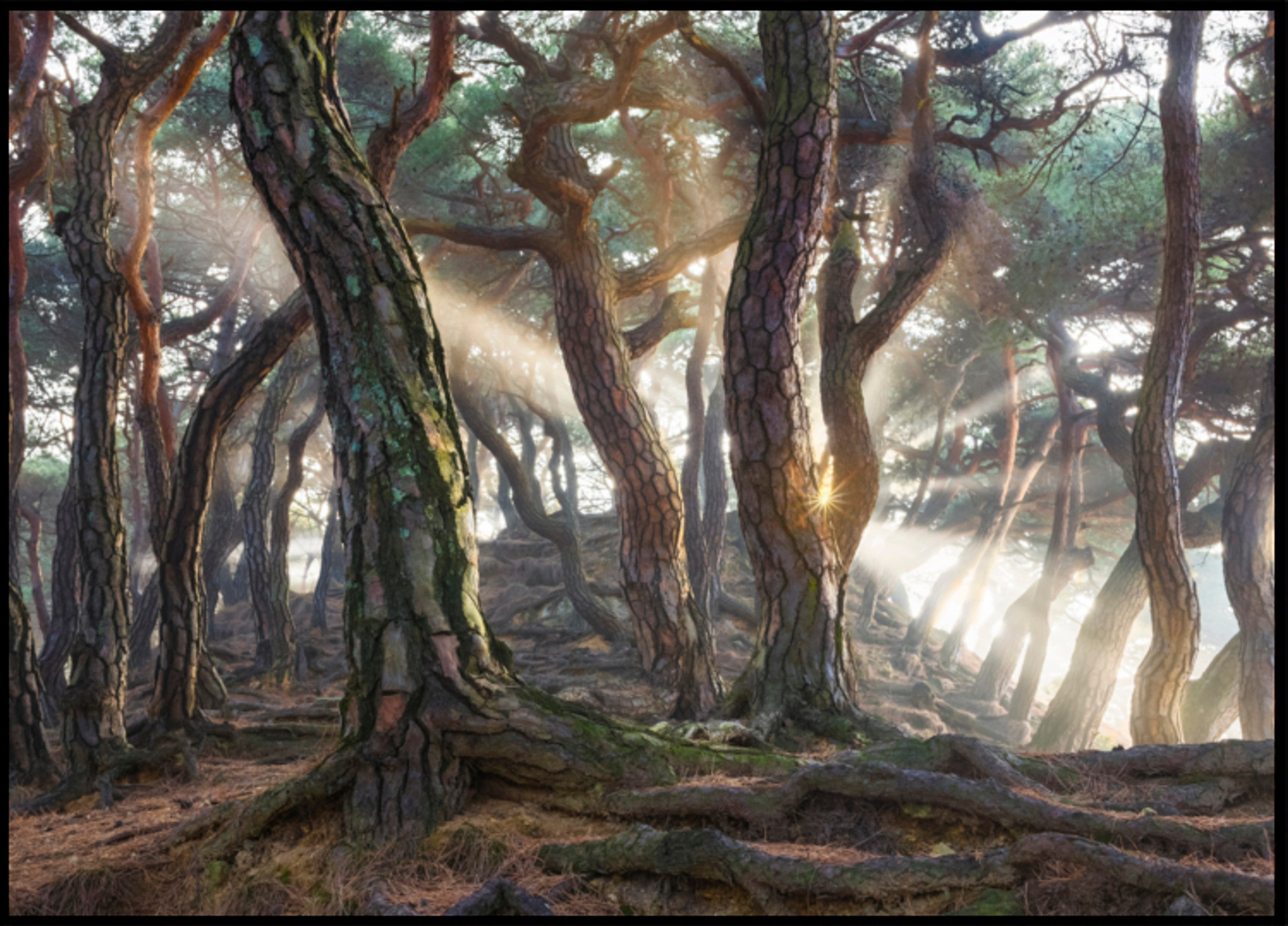 Raggi di sole della foresta nebbiosa
