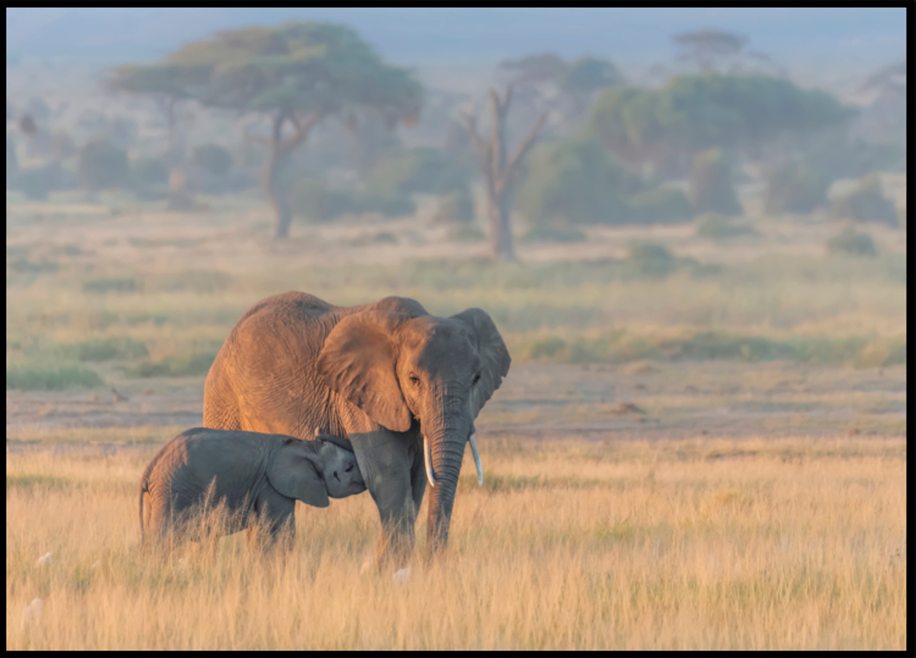 Vitello della madre dell'elefante africano