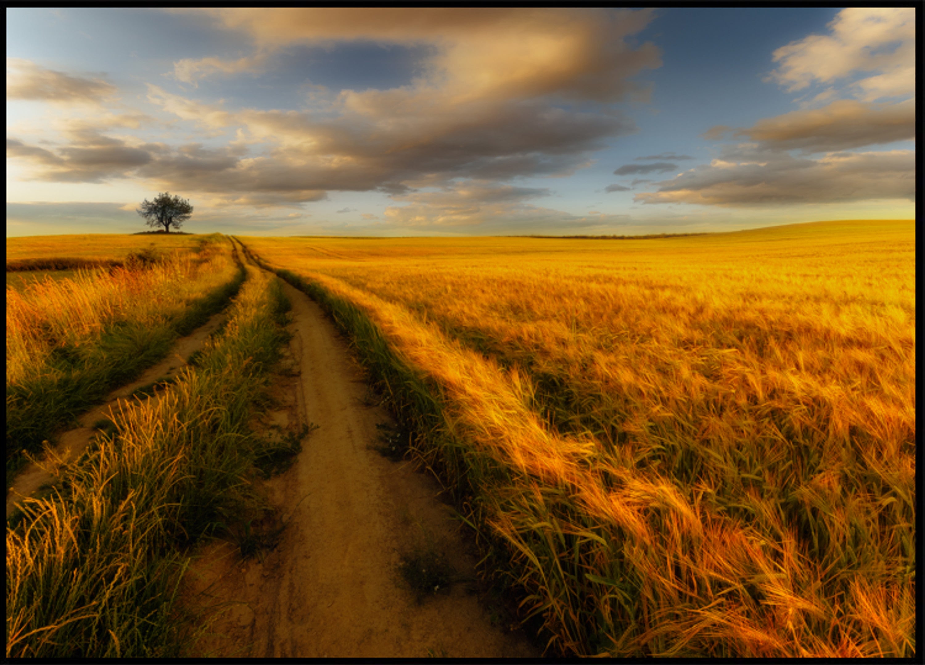 Sentiero del campo di grano dorato