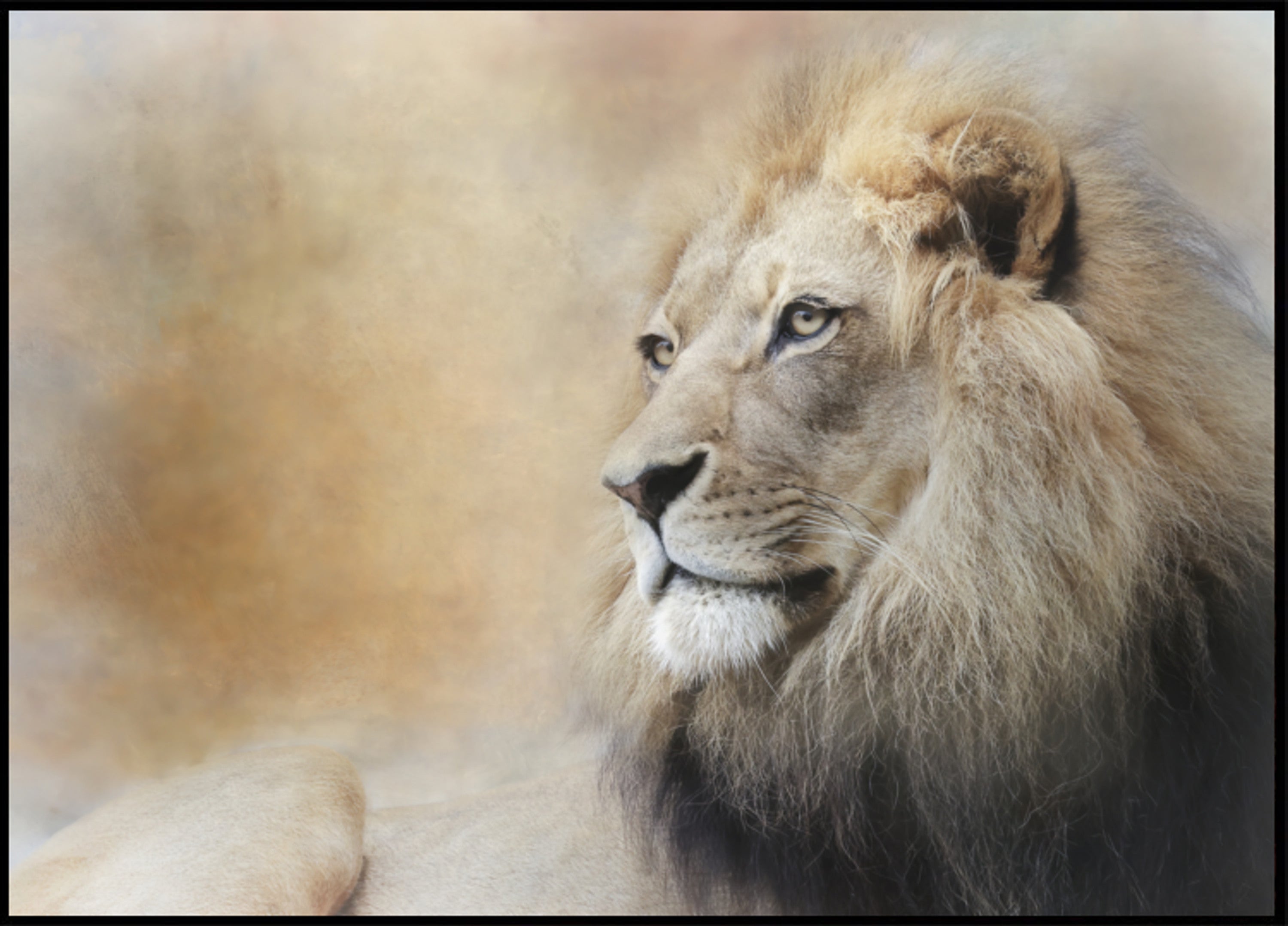 Sguardo maestoso del leone
