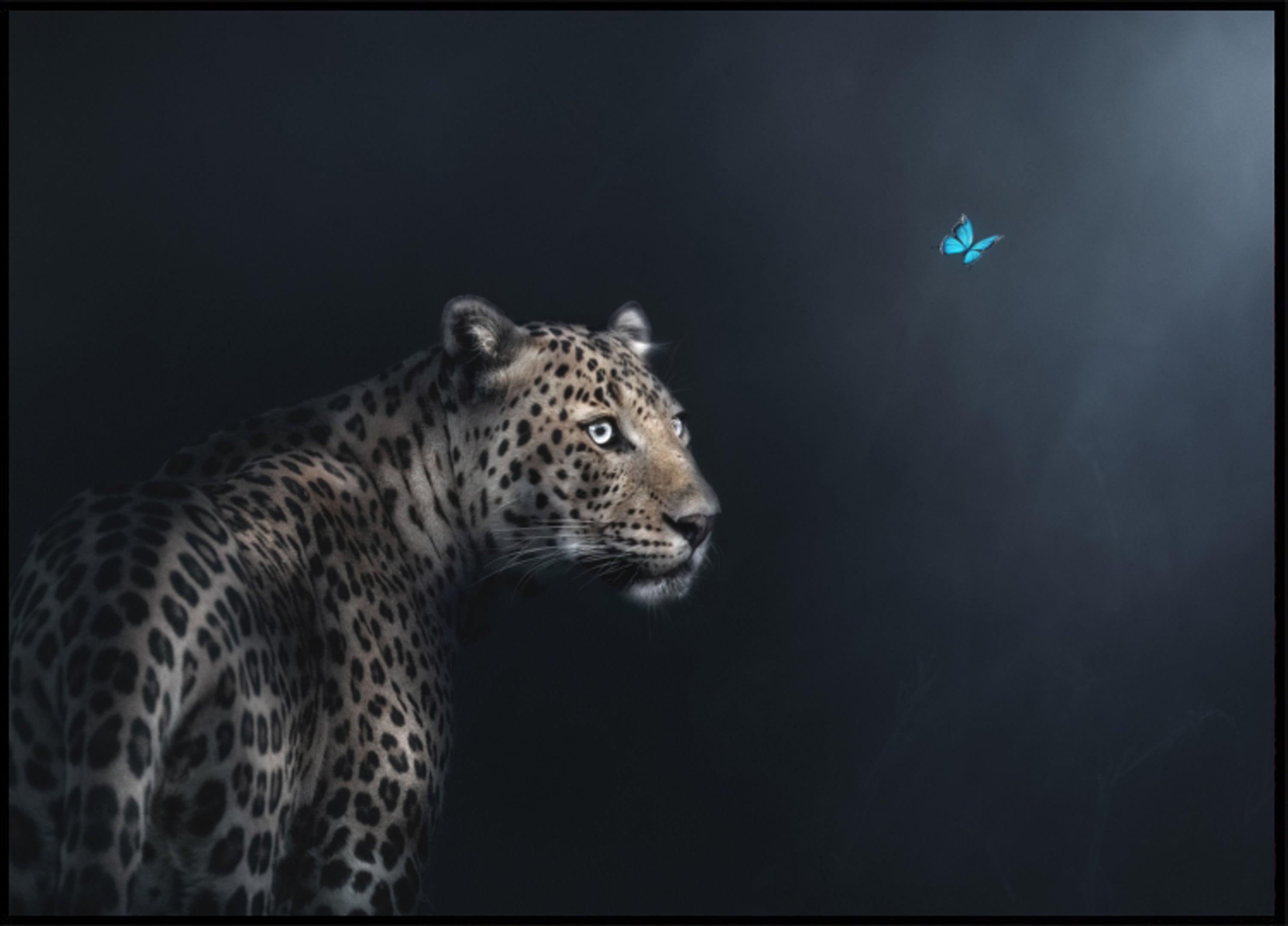 Garza di farfalla leopardata
