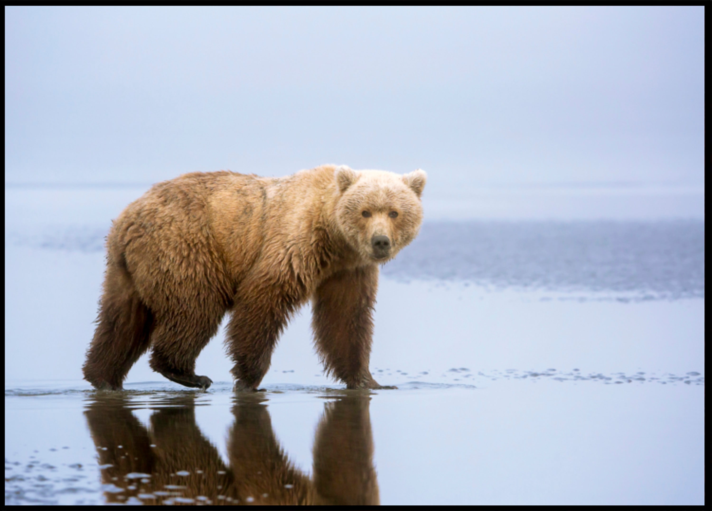 Riflessione dell'orso bruno