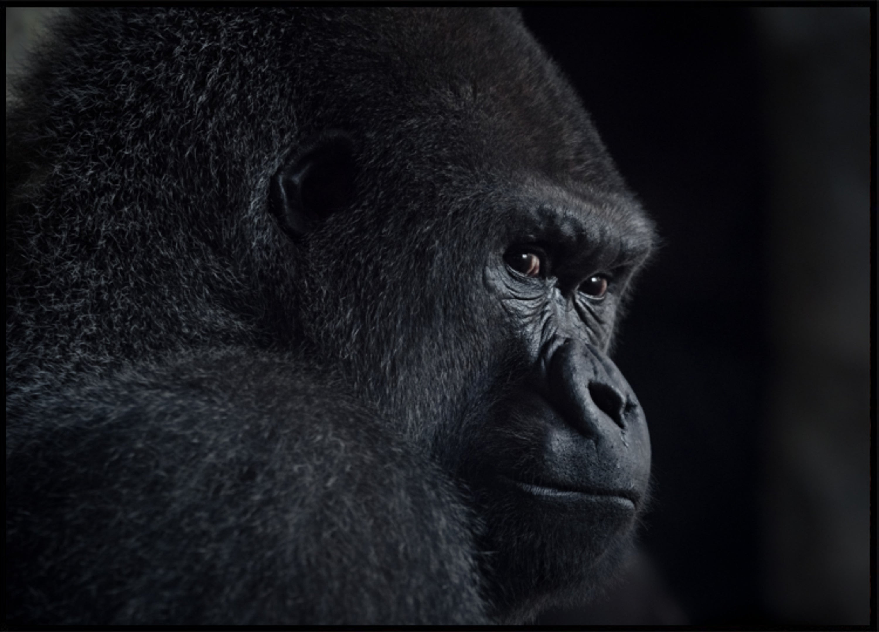 Profilo pensieroso della gorilla