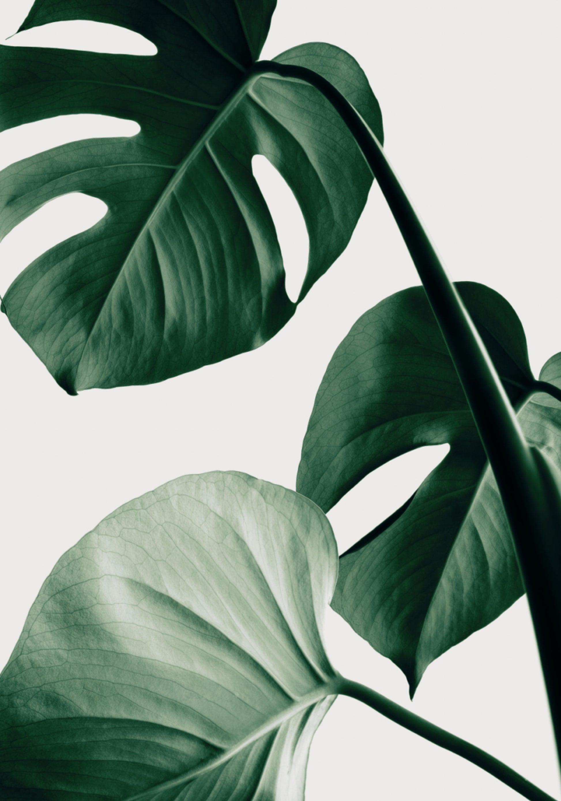 Foglie lussureggianti di Monstera