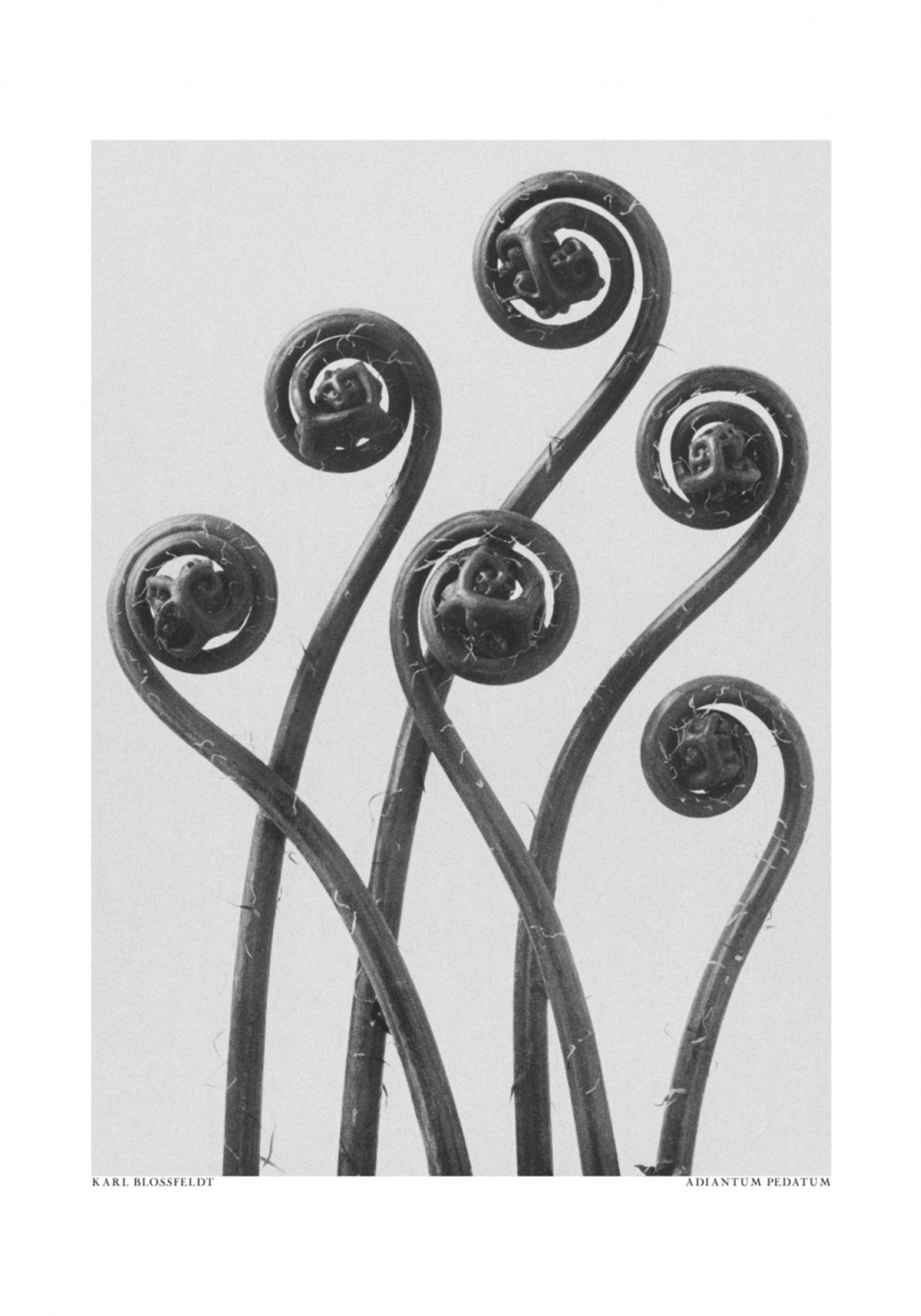 Adiantum pedato