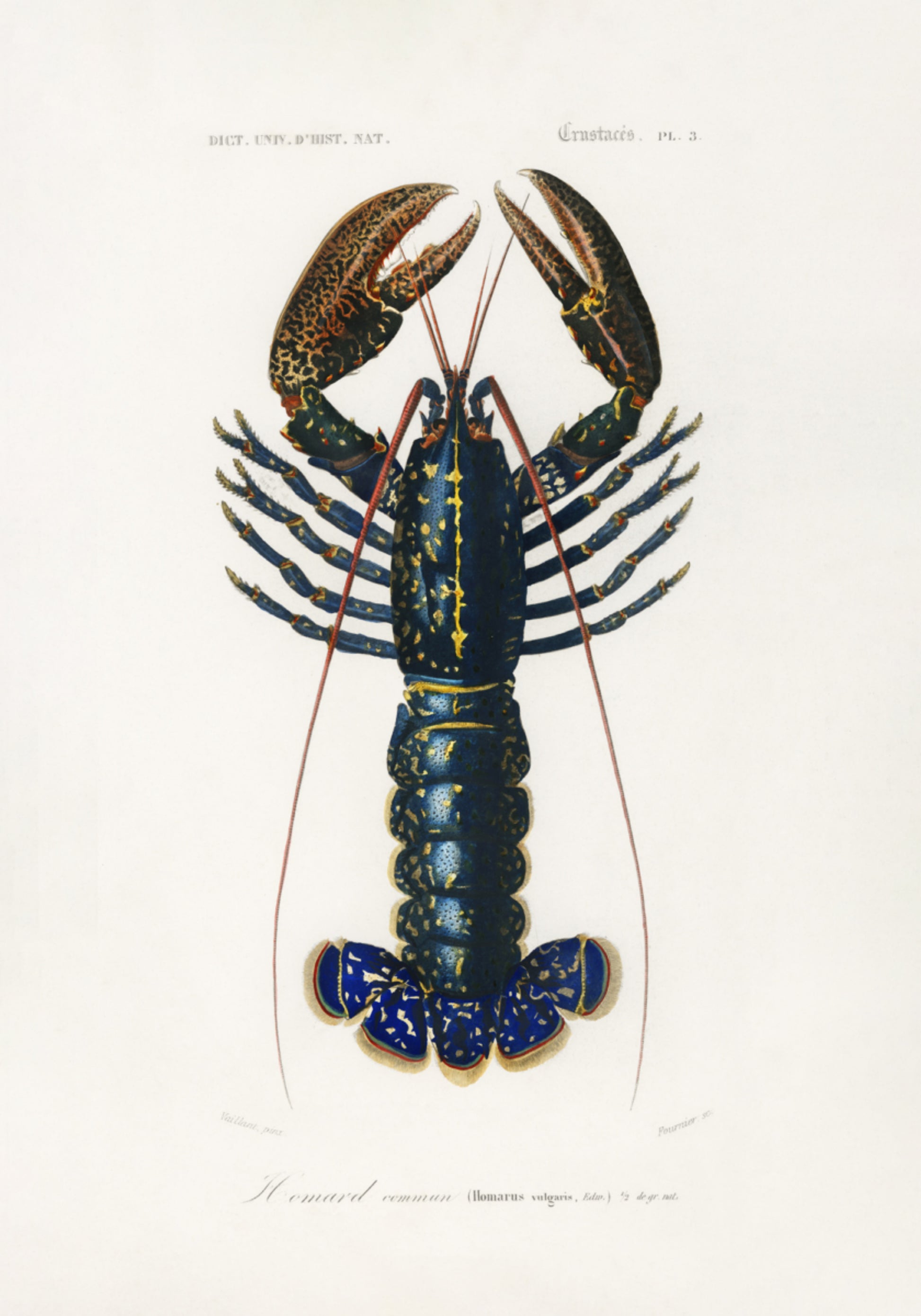 Aragosta cremisi