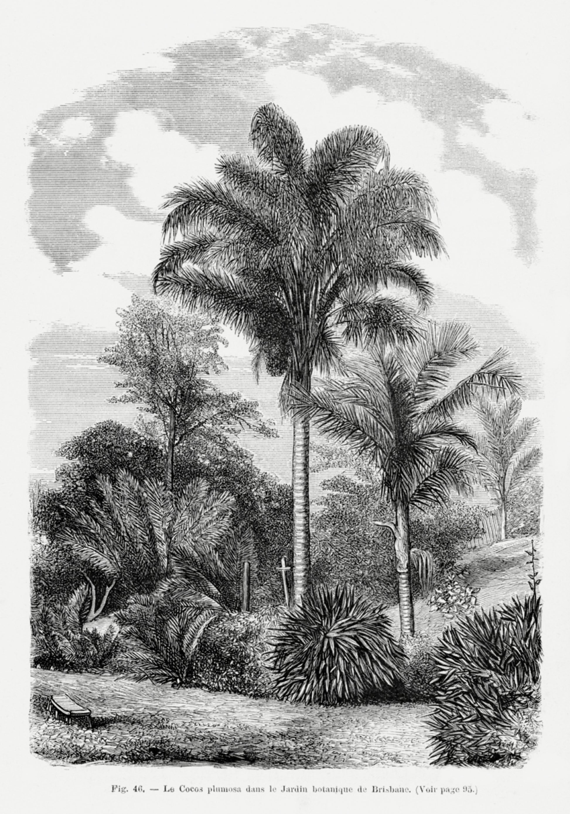 Disegno di una palma vintage Vi
