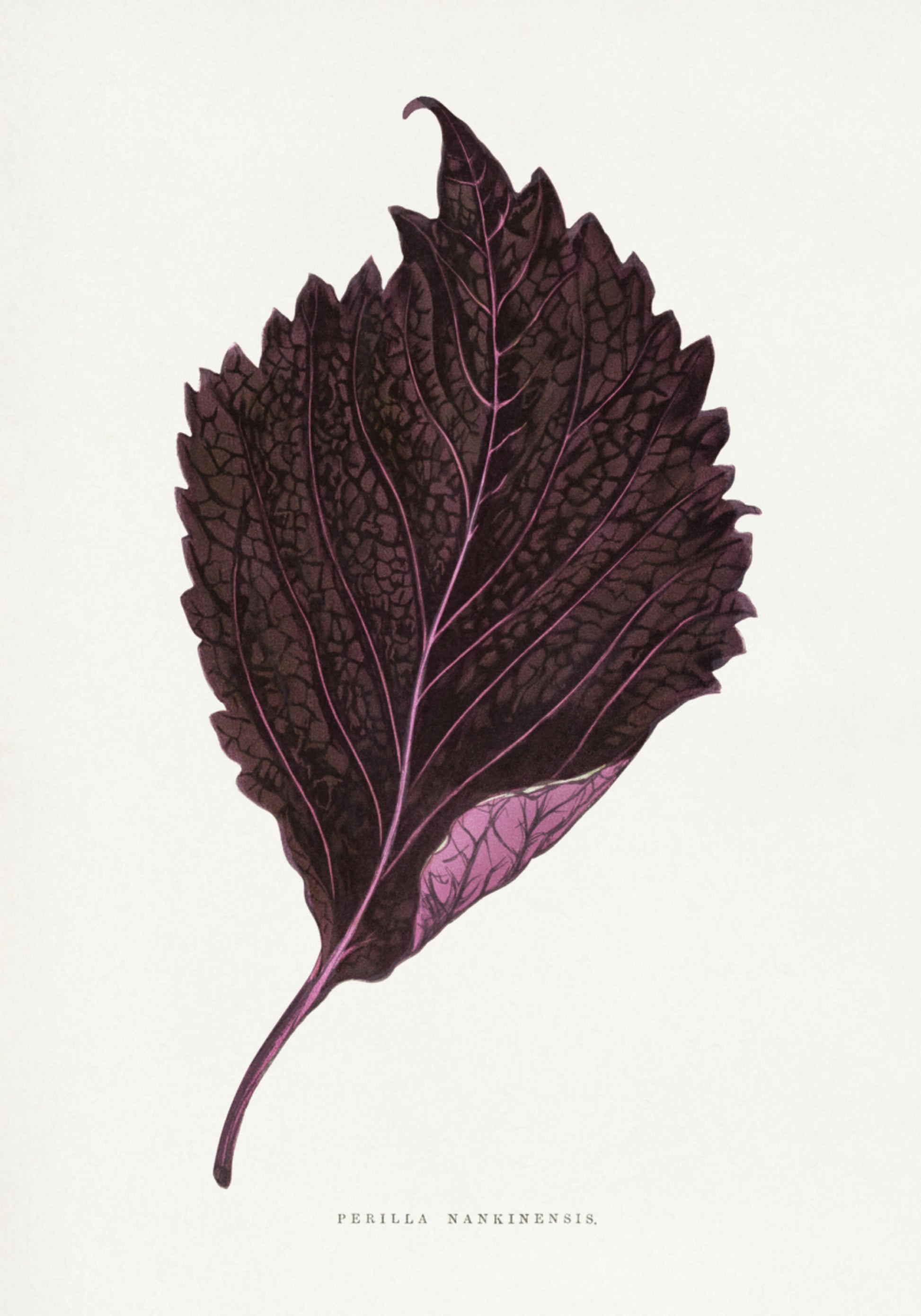 Illustrazione di foglia rosa Perilla Nankinensis
