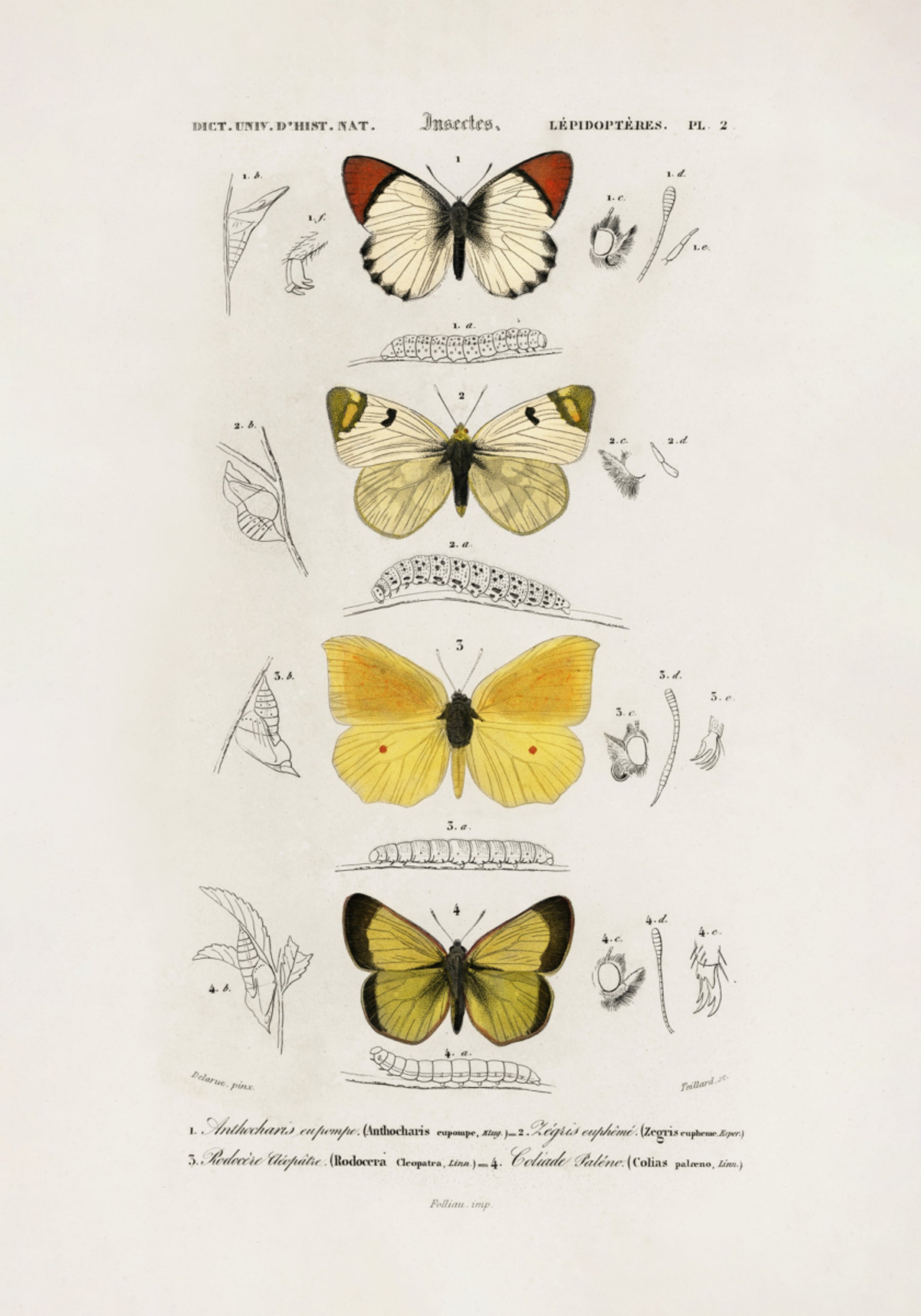 Diversi tipi di farfalle