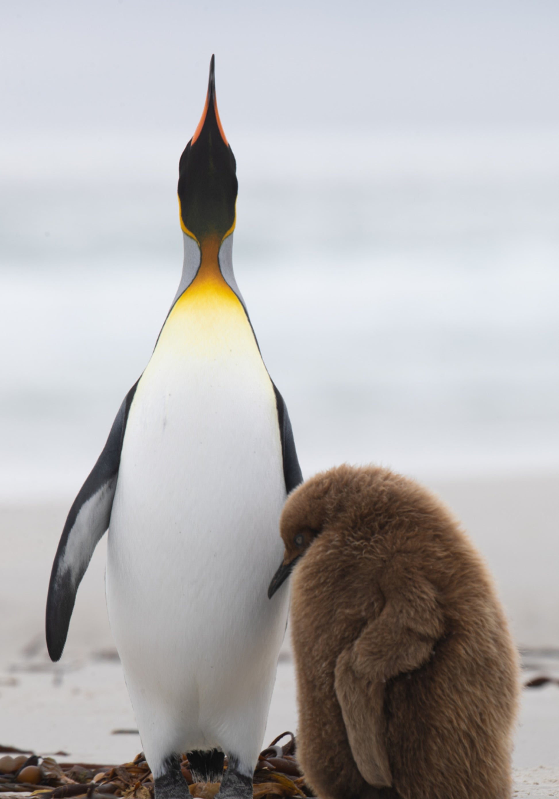 Famiglia di pinguini sulla spiaggia