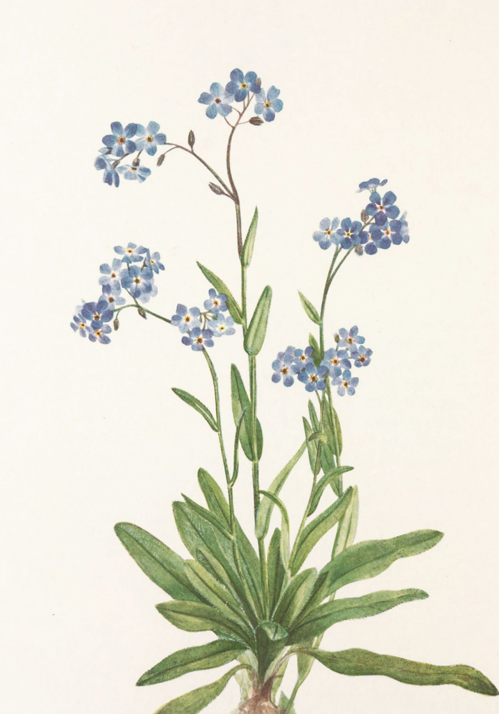 Alpine Non ti scordar di me dai fiori di campo nordamericani (1925) di Mary Vaux Walcott