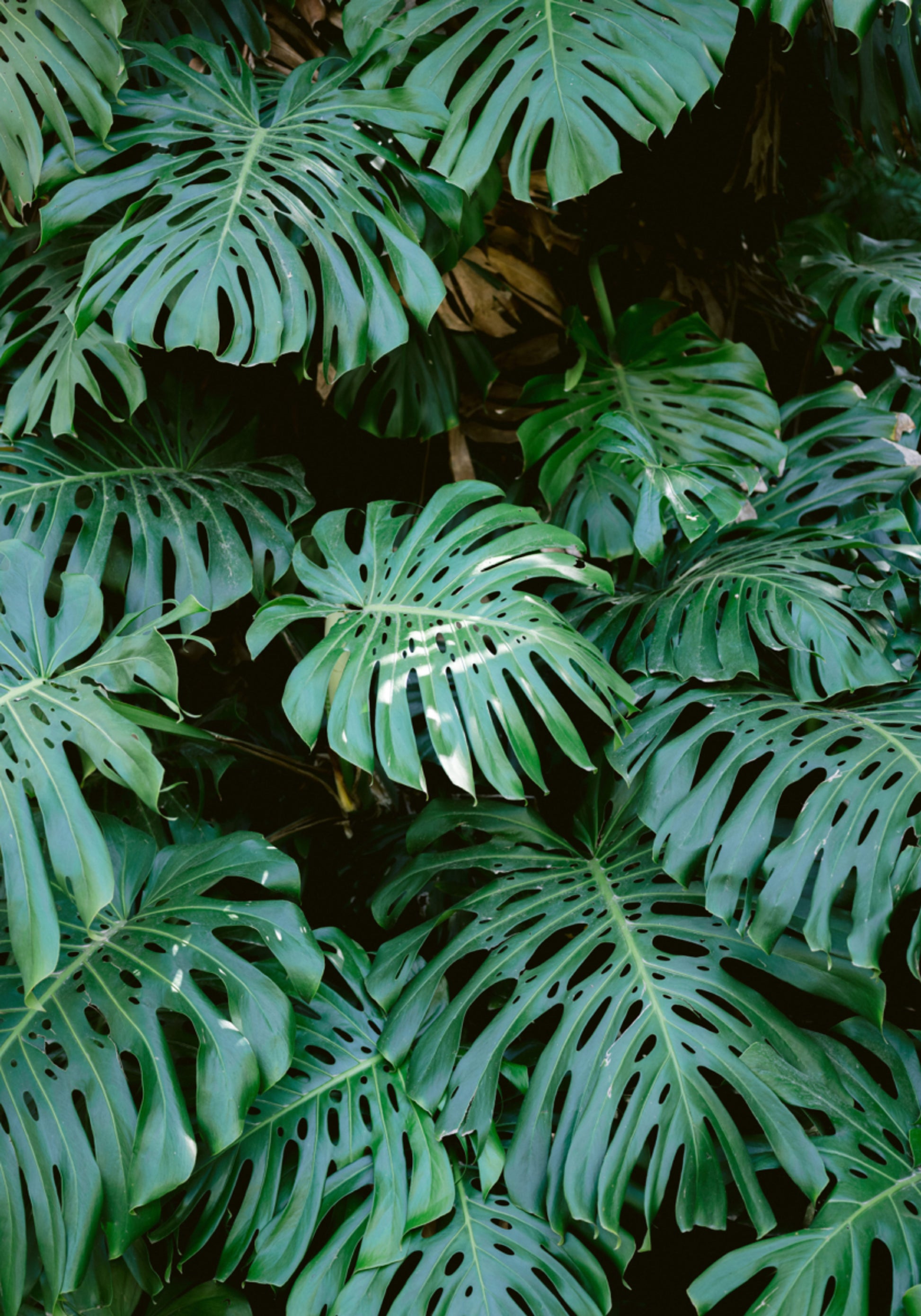 Muro di Monstera a Lisbona