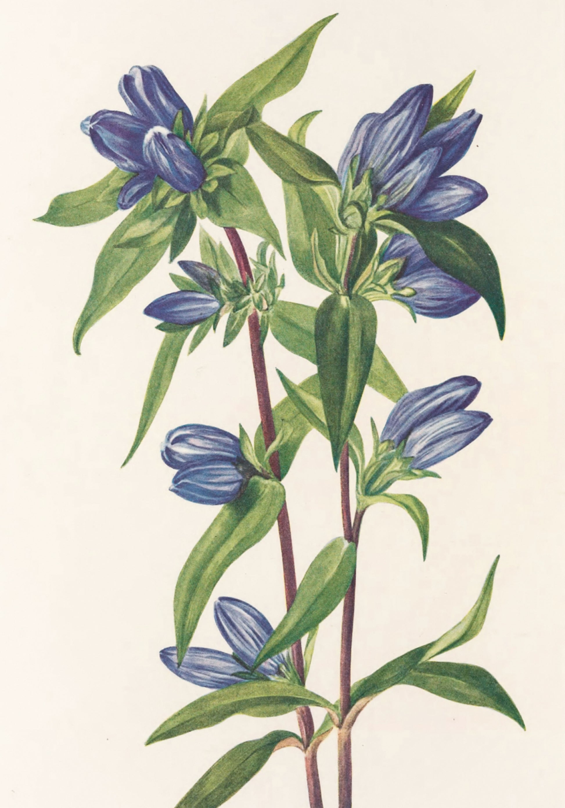 Bottiglia di genziana dai fiori di campo nordamericani (1925) di Mary Vaux Walcott