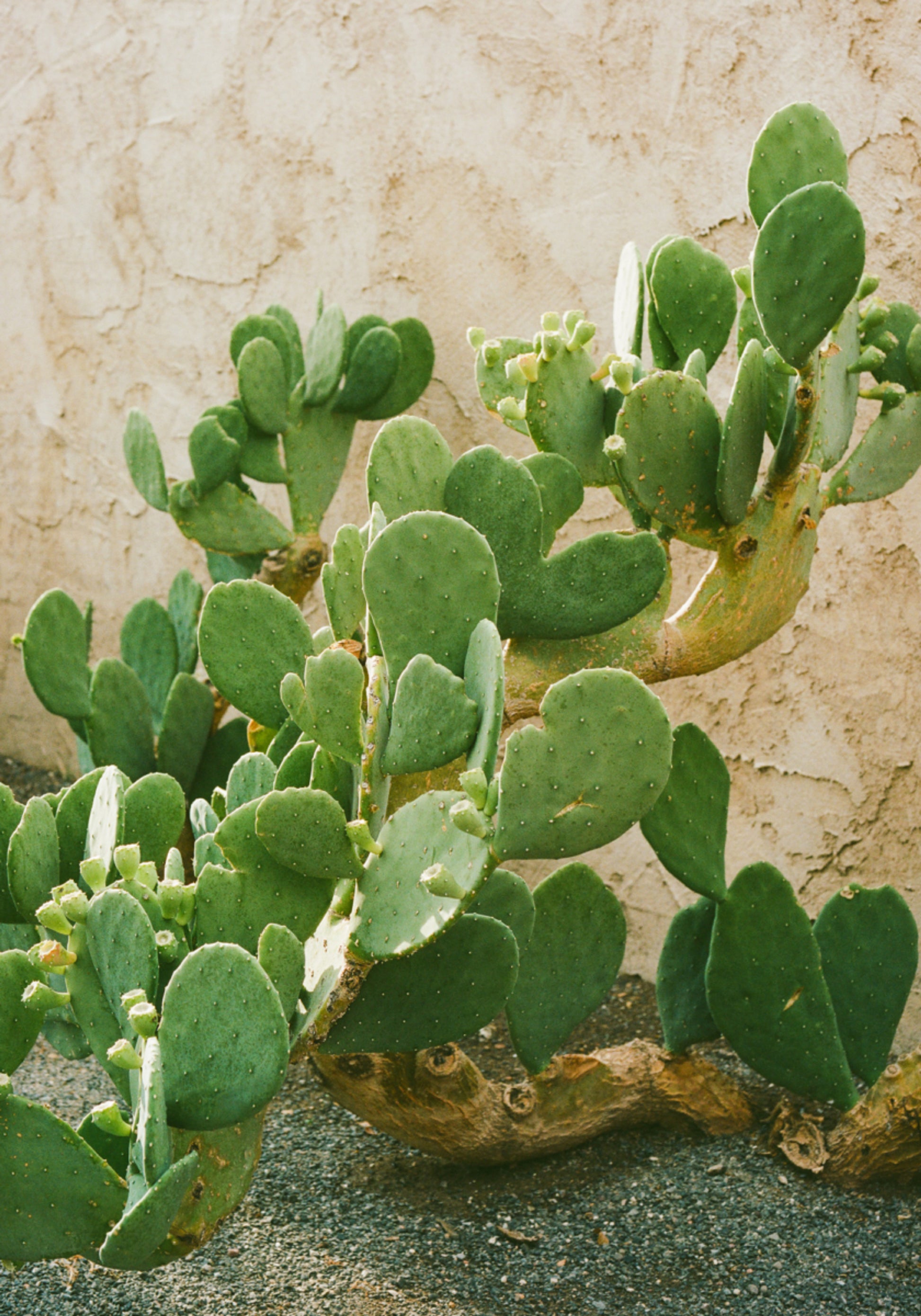 Cactus verde del fico d'india