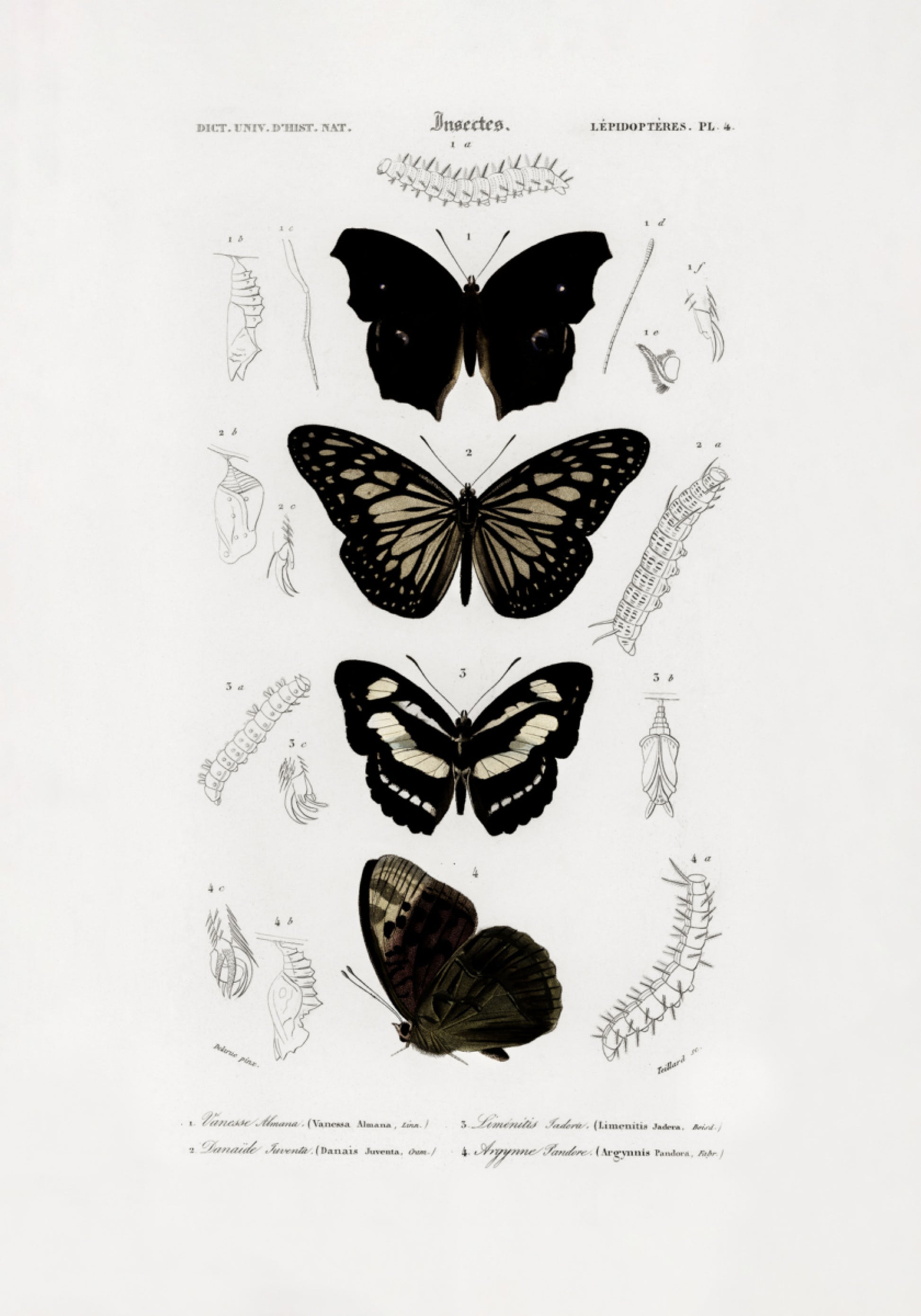 Collezione di farfalle 01