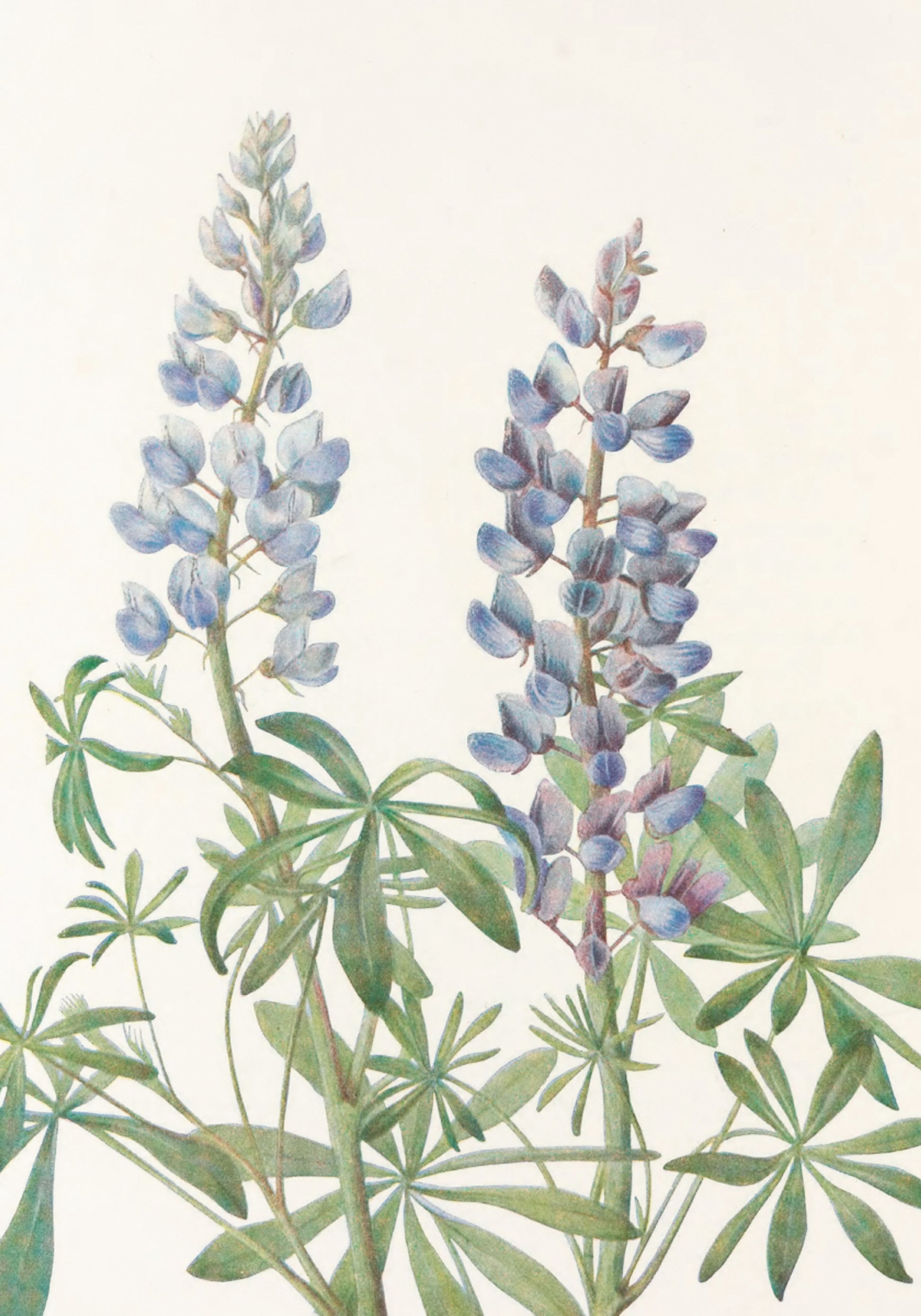 Meridiana Lupin dai fiori di campo nordamericani (1925) di Mary Vaux Walcott