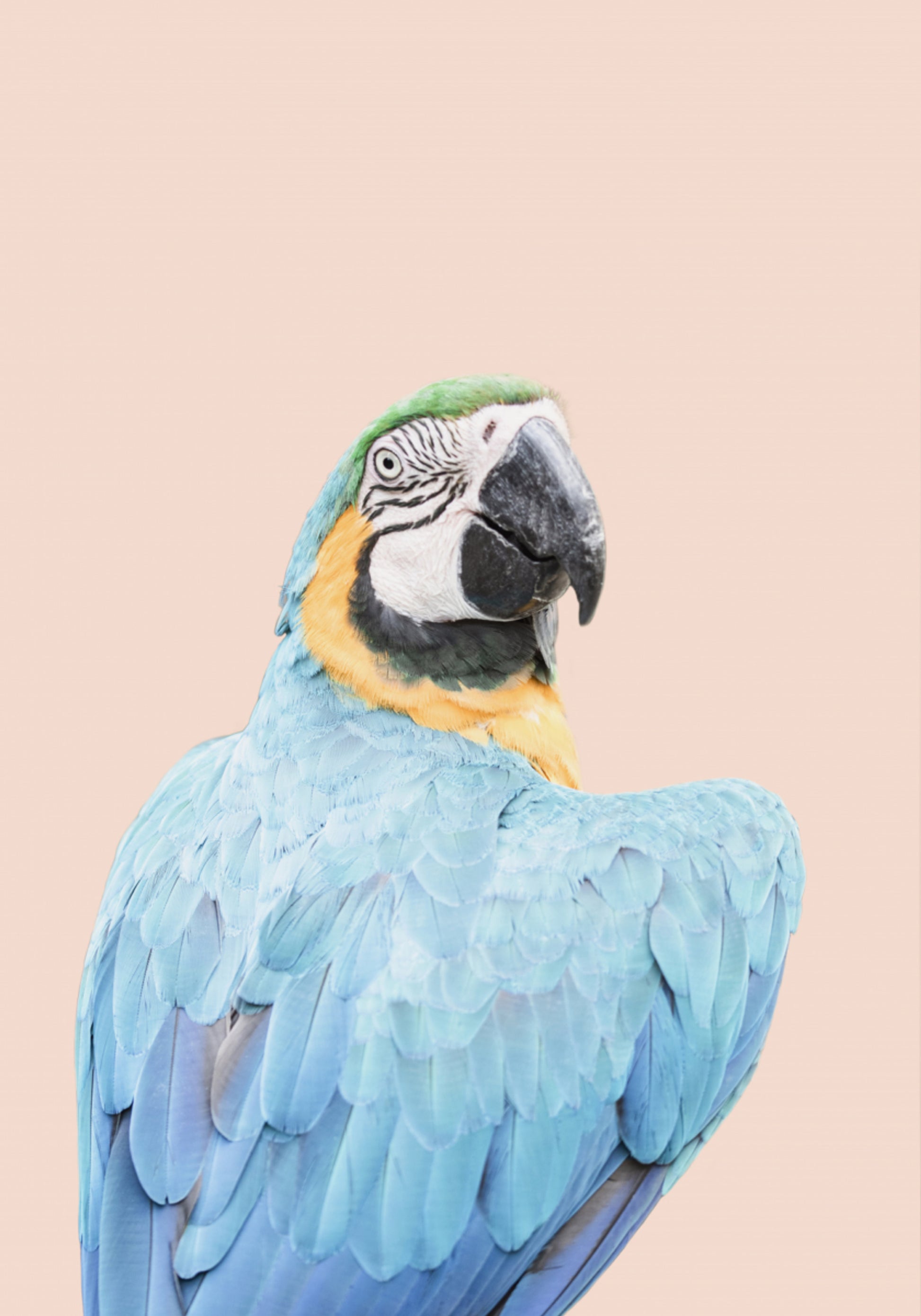 Ara blu