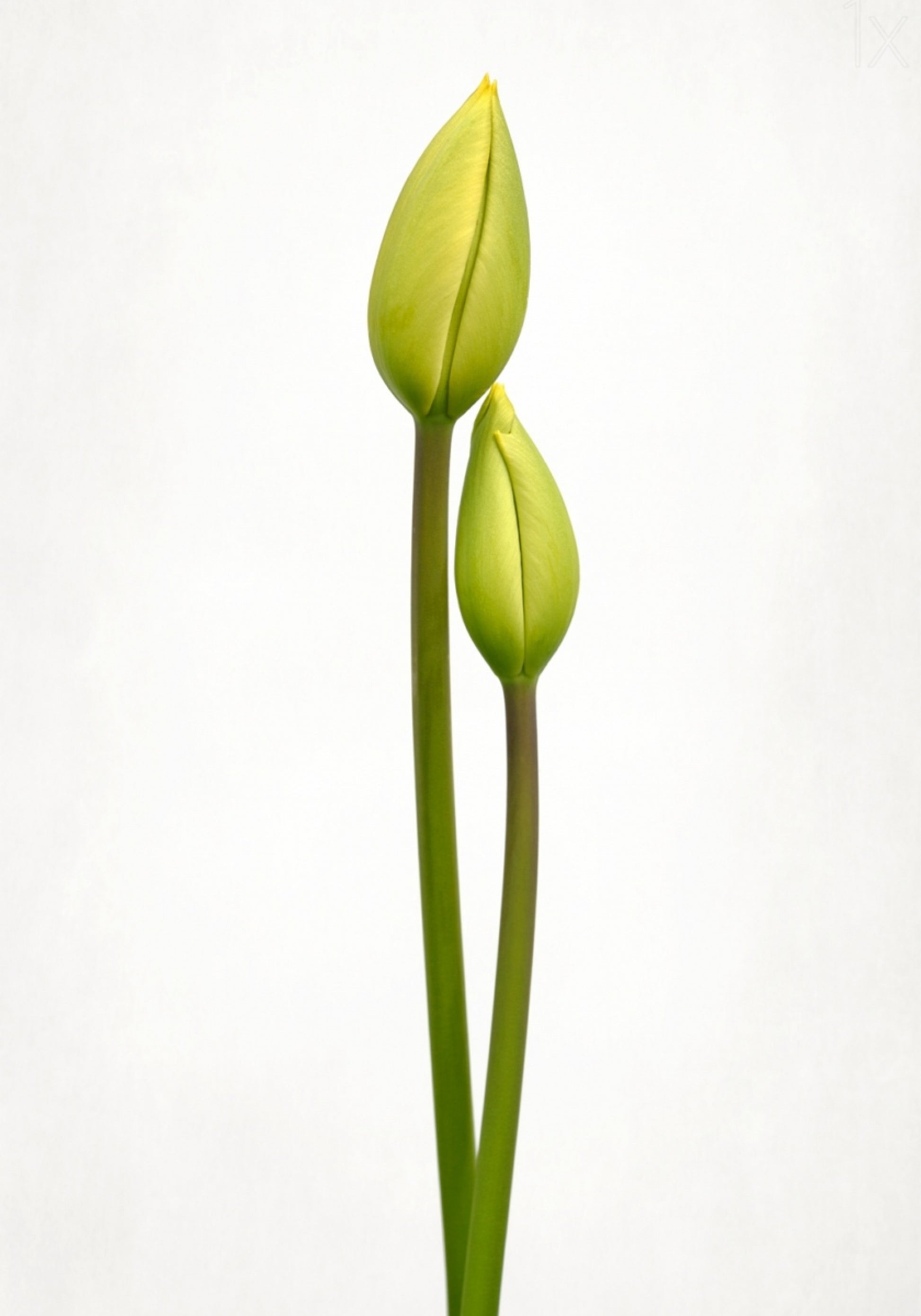 Boccioli di tulipano verde