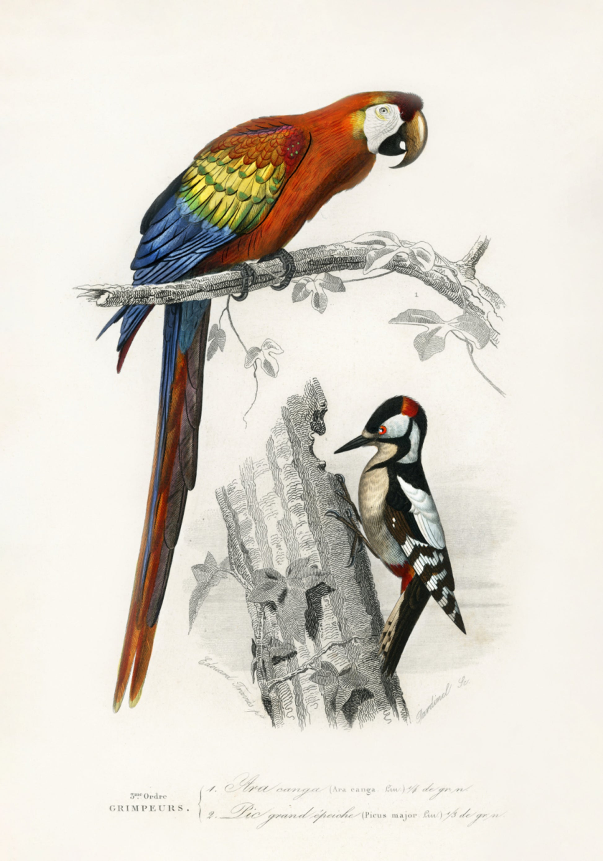 Uccelli II