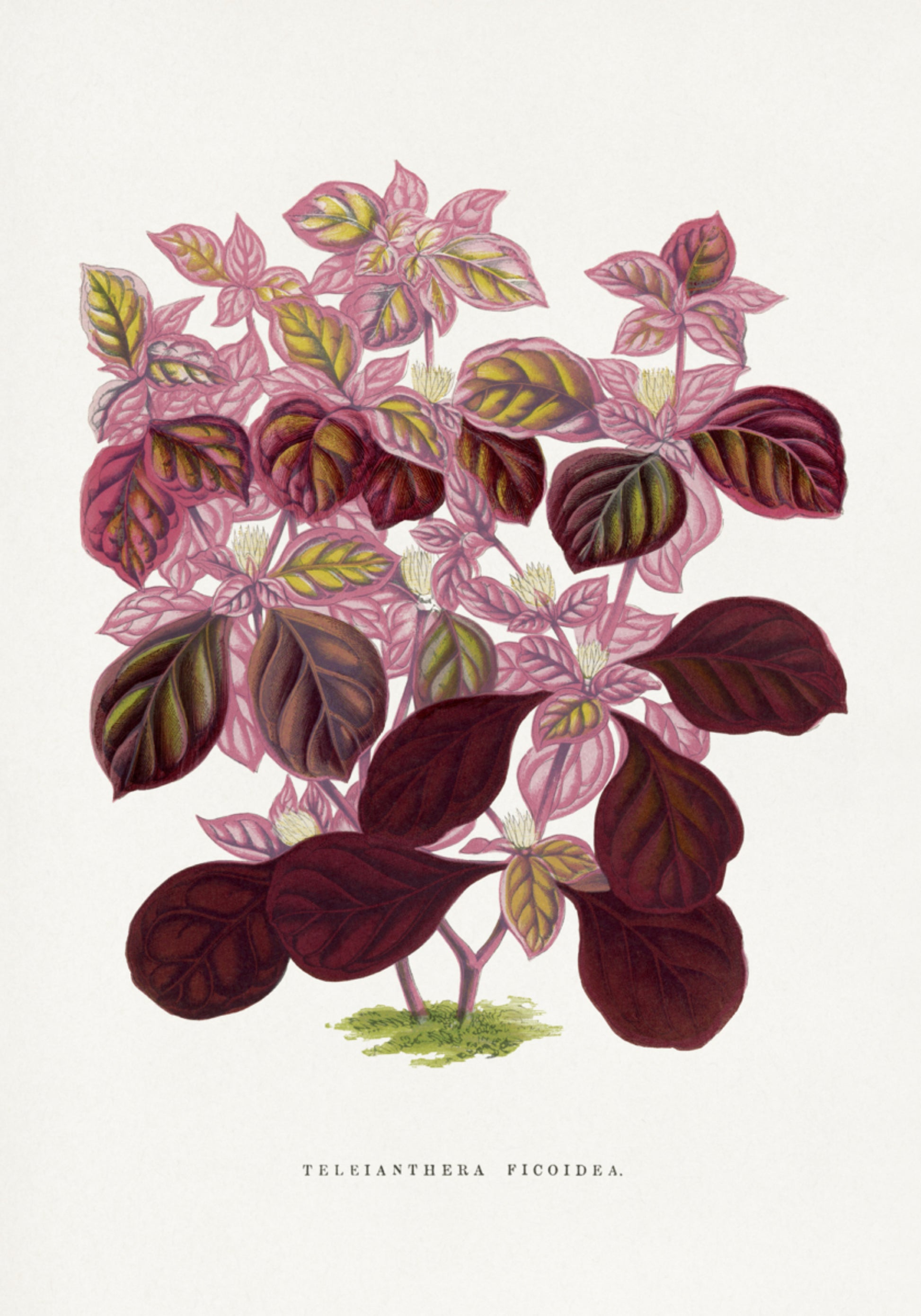 Illustrazione rosa della foglia di Teleianthera Ficoidea