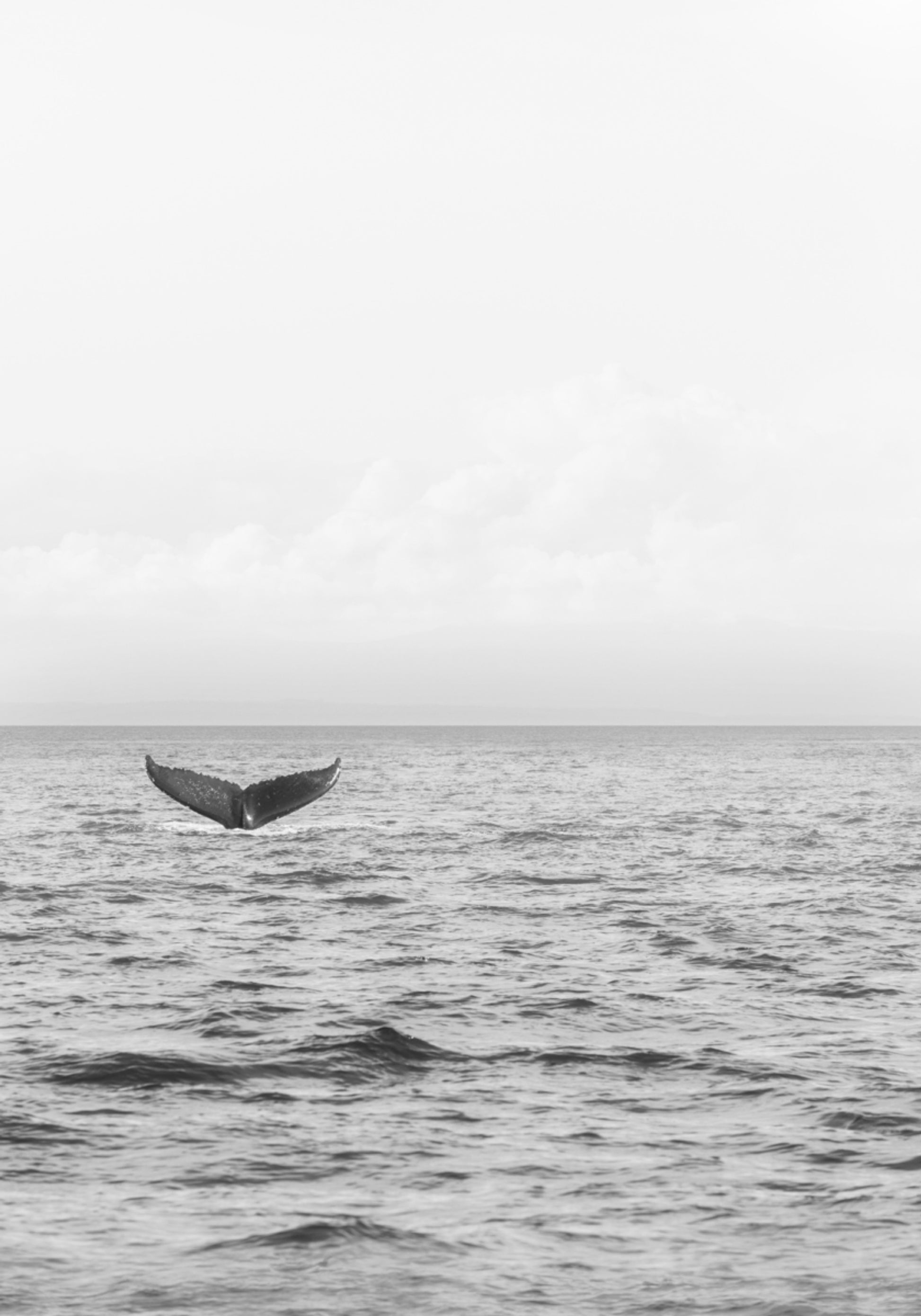 Coda di balena oceanica