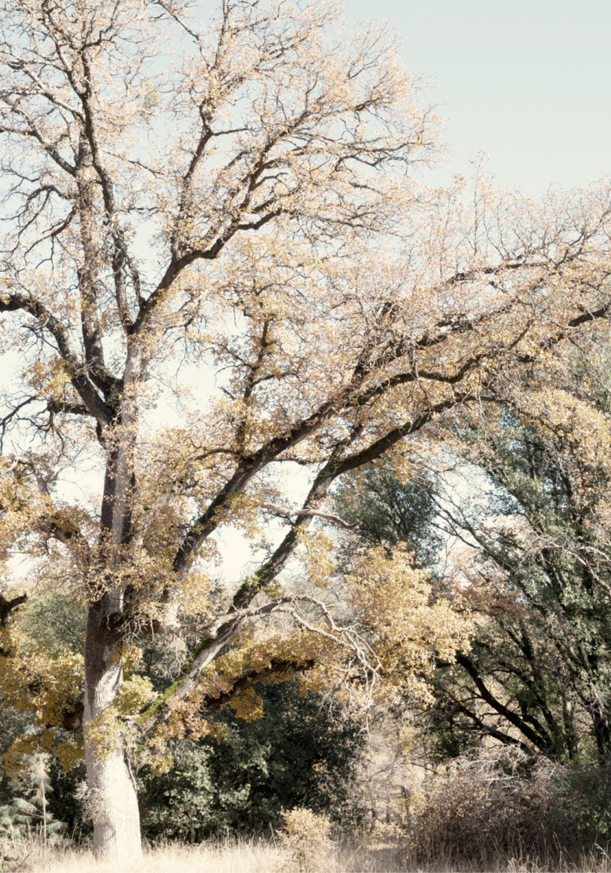 Bosco d'autunno dorato