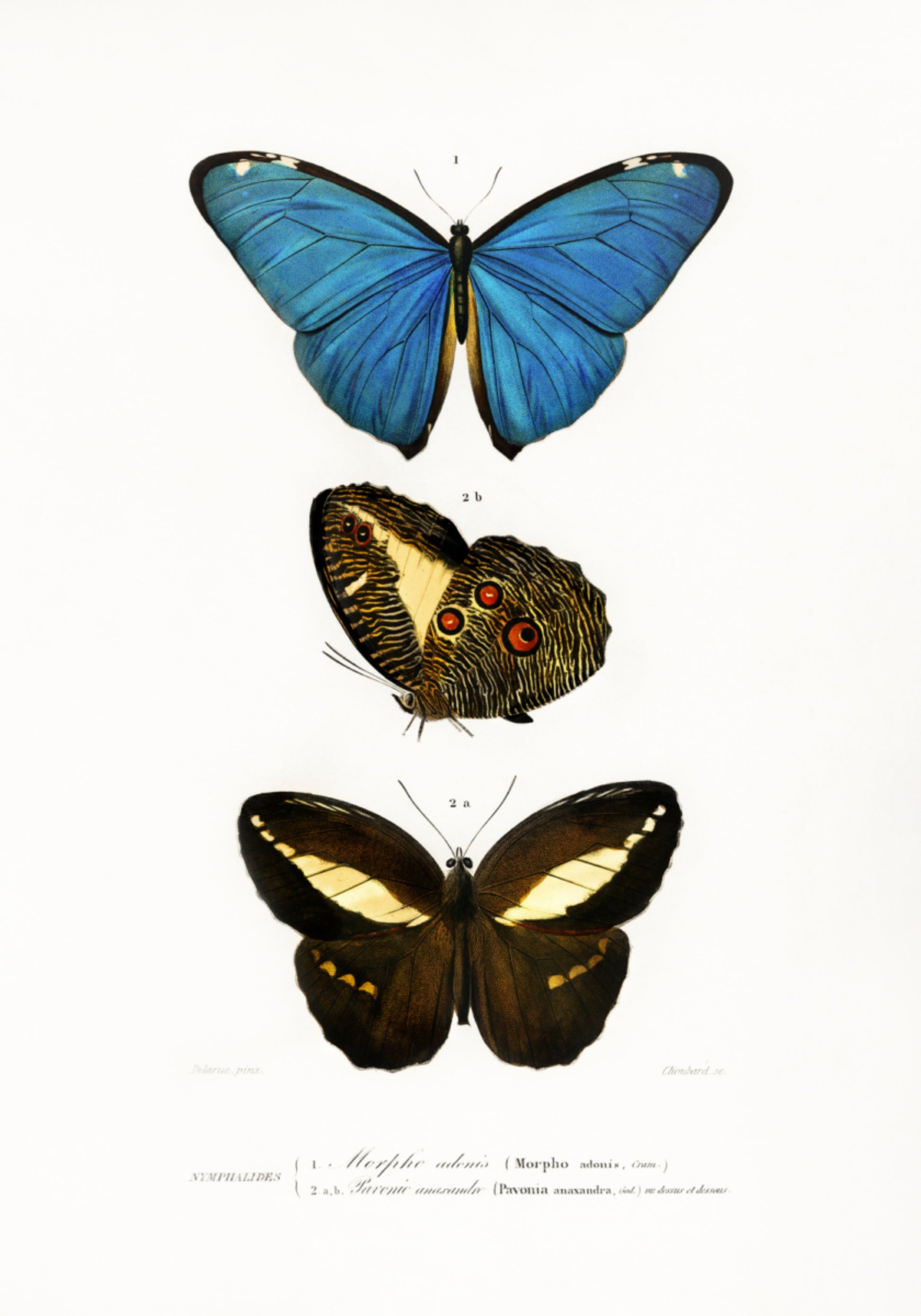 Diversi tipi di farfalle II