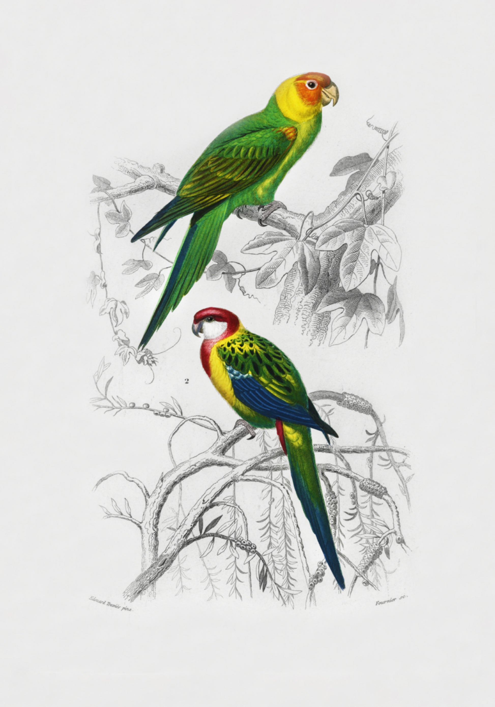 Uccelli