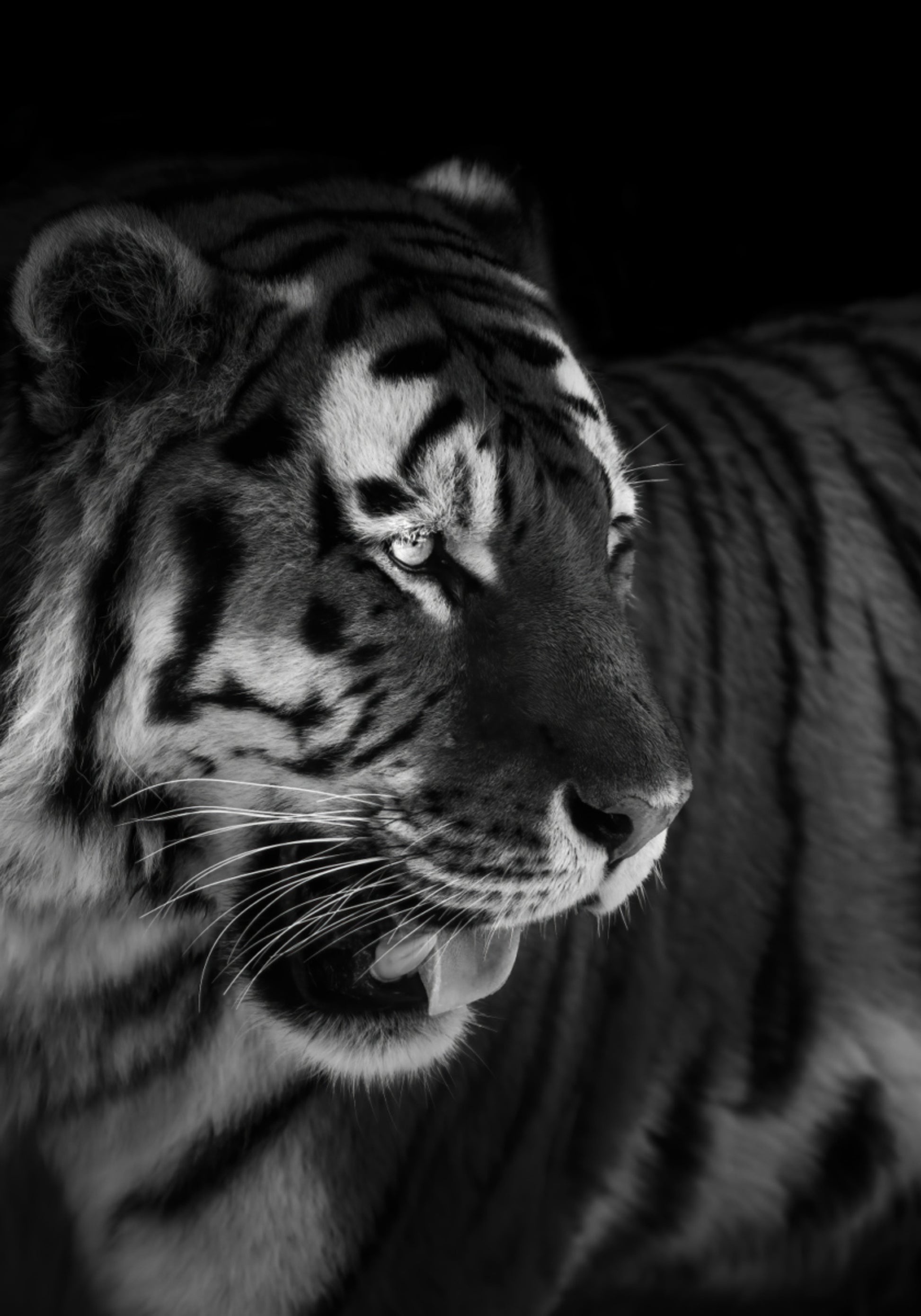 Ritratto di tigre feroce
