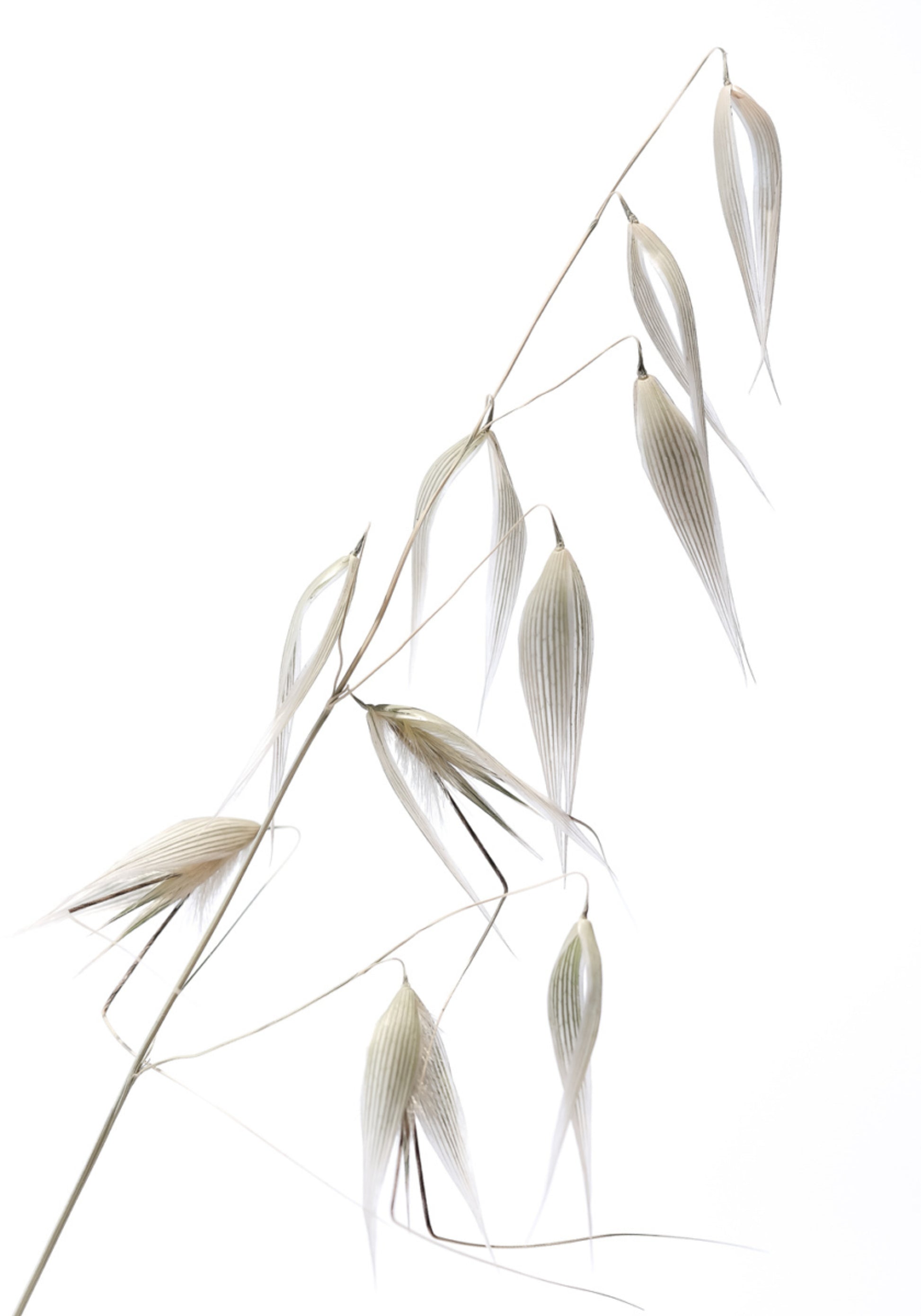Chicchi d'avena delicati