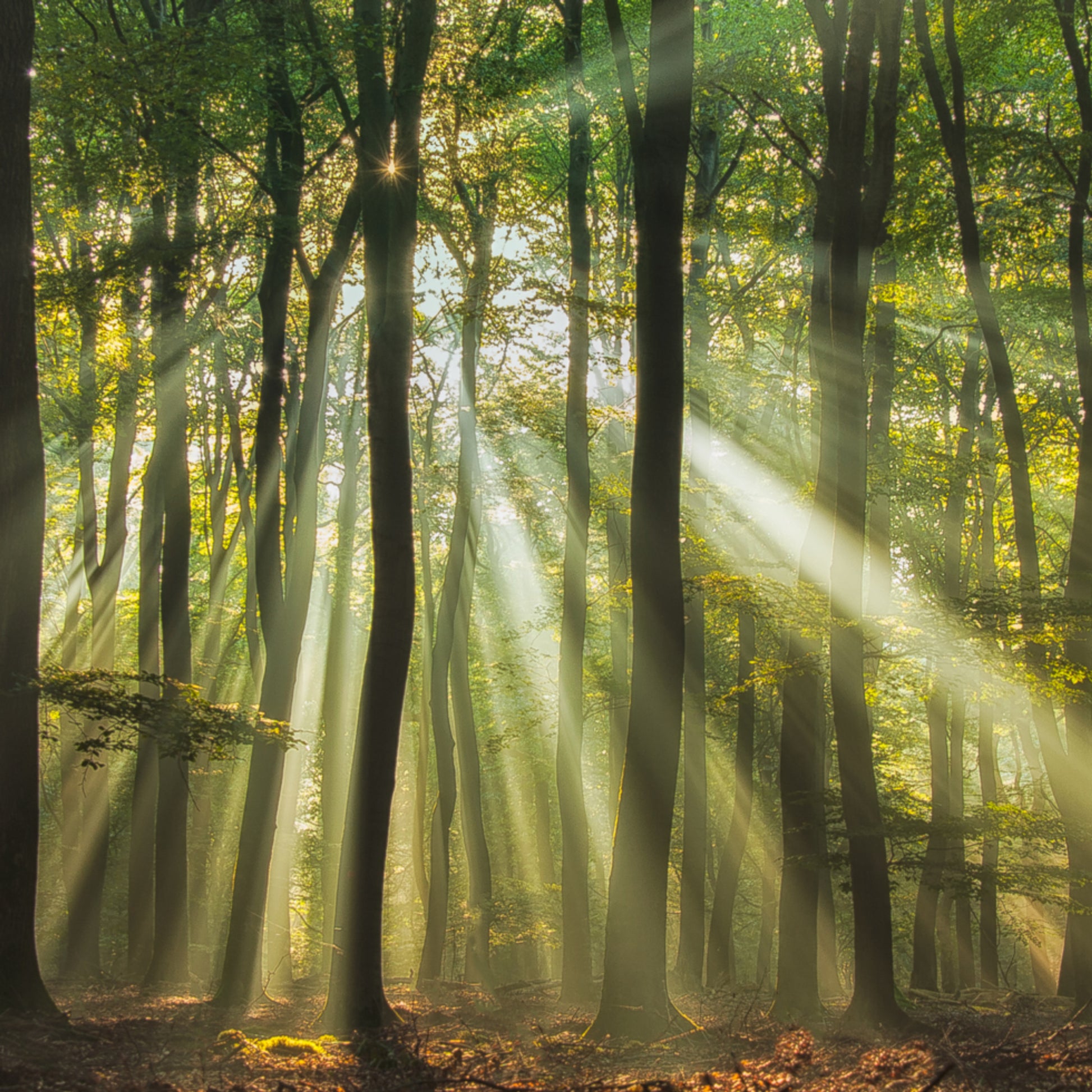 Foresta soleggiata di mattina nebbiosa