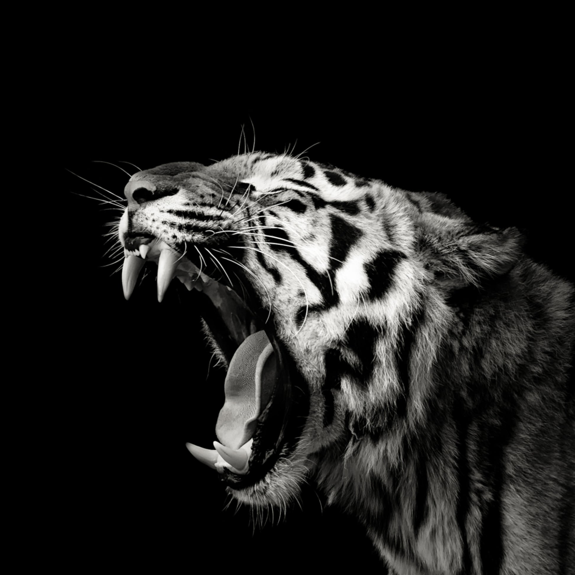 Ritratto di tigre ruggente