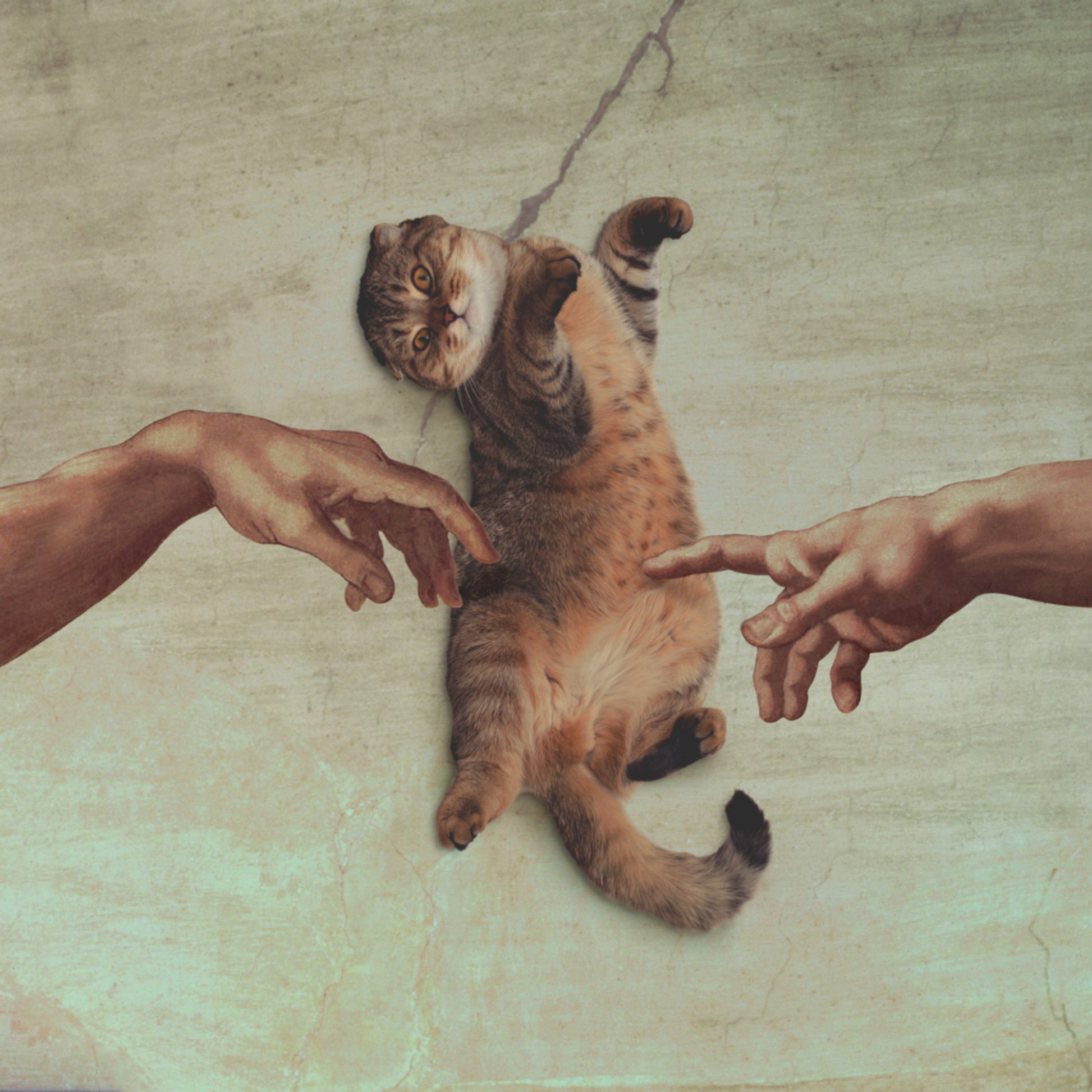 La creazione del gatto