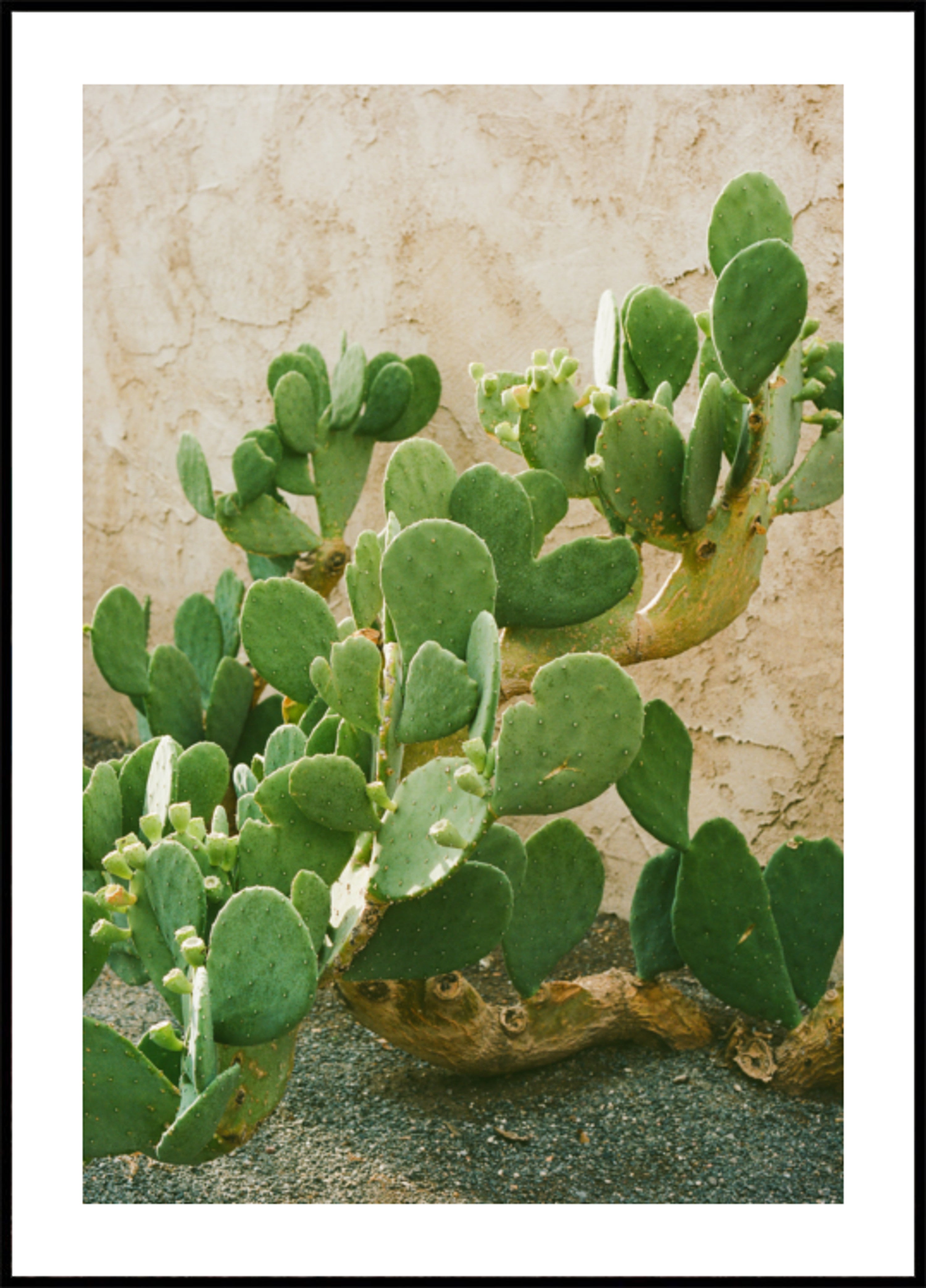Cactus verde del fico d'india