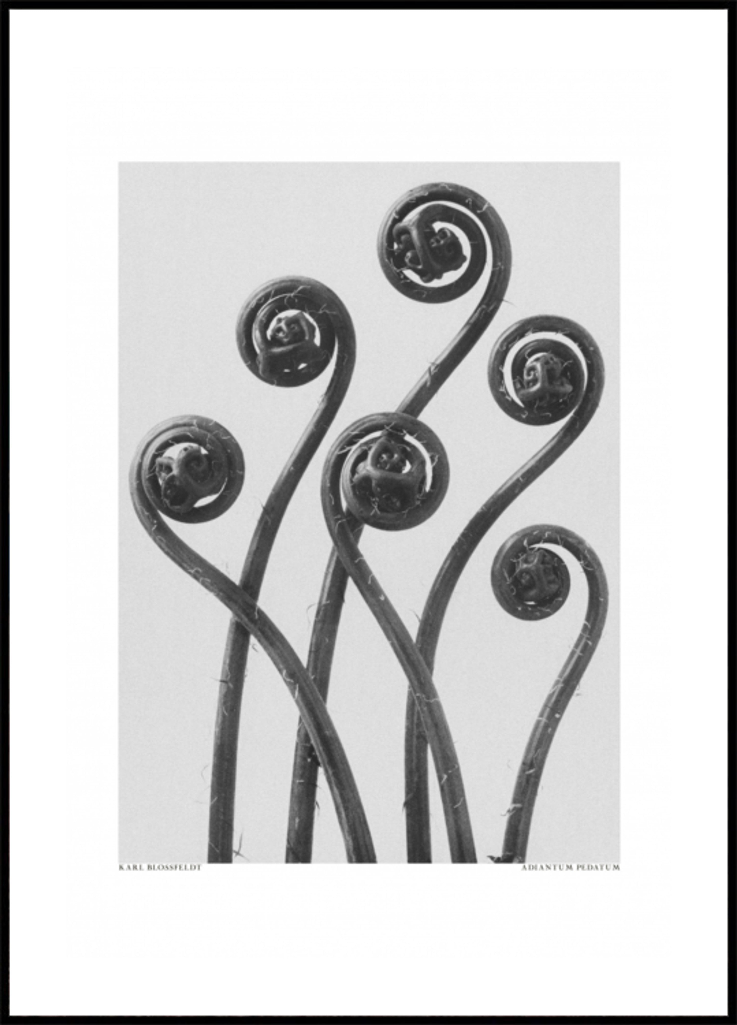Adiantum pedato