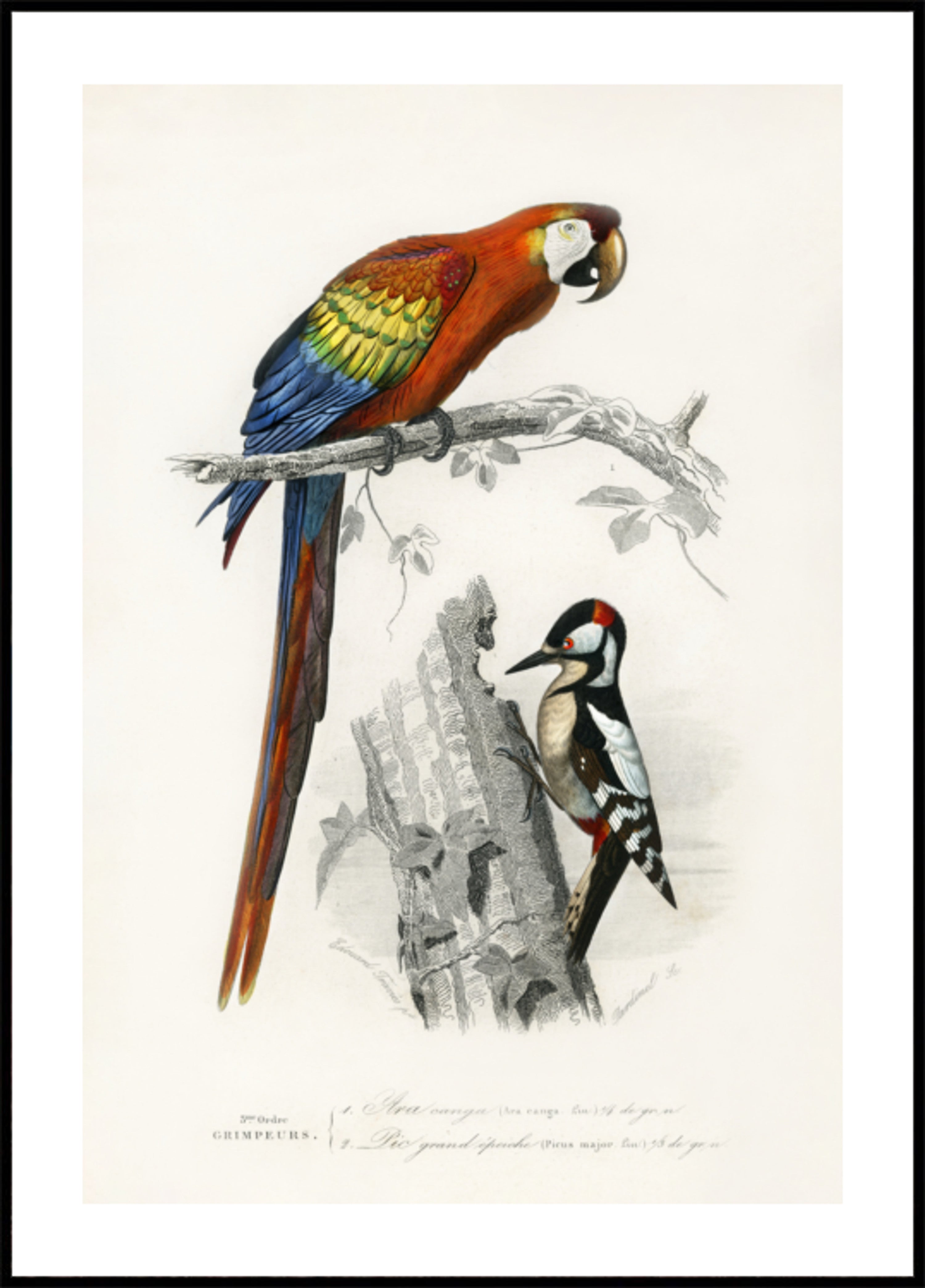 Uccelli II