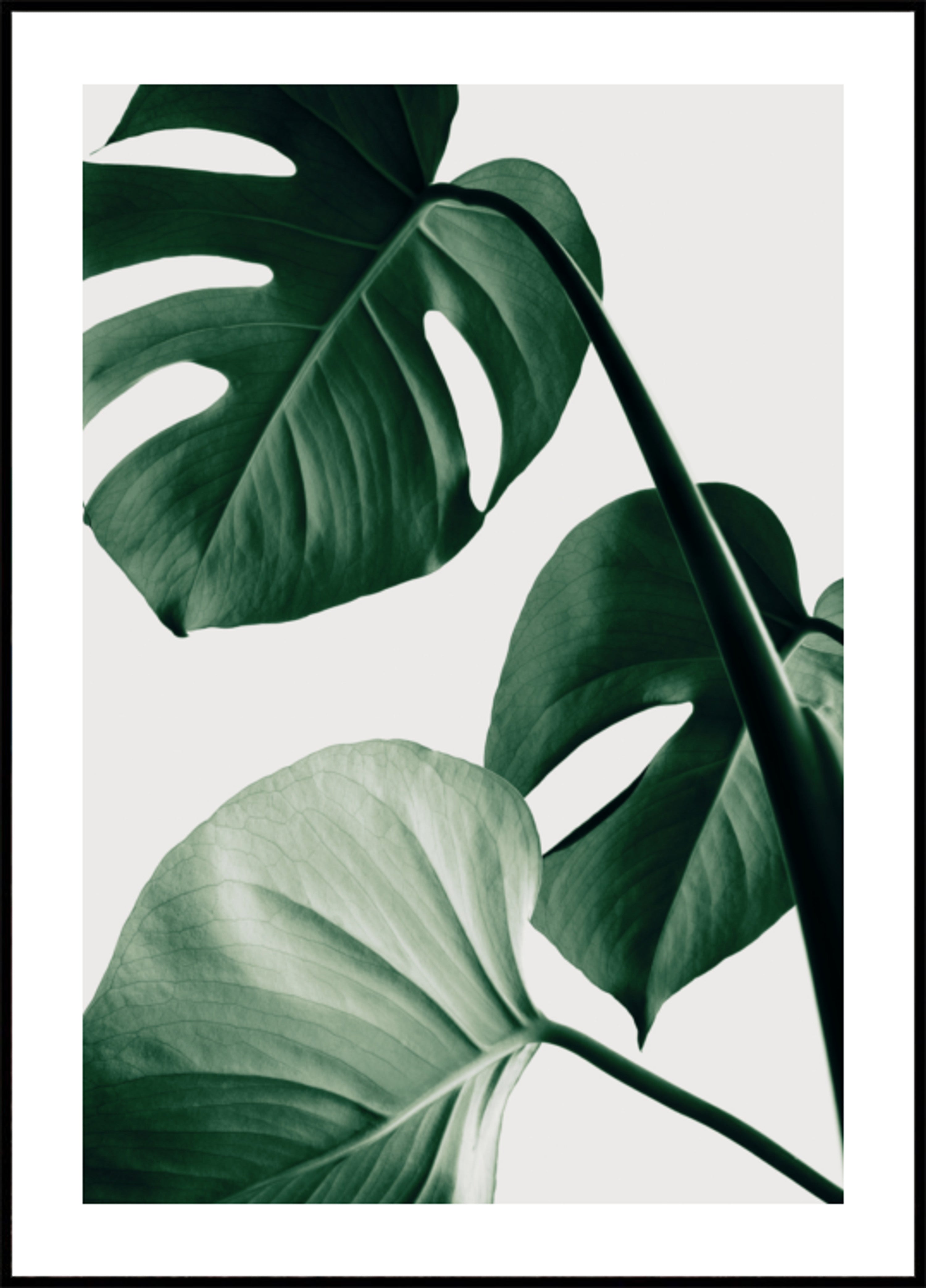 Foglie lussureggianti di Monstera