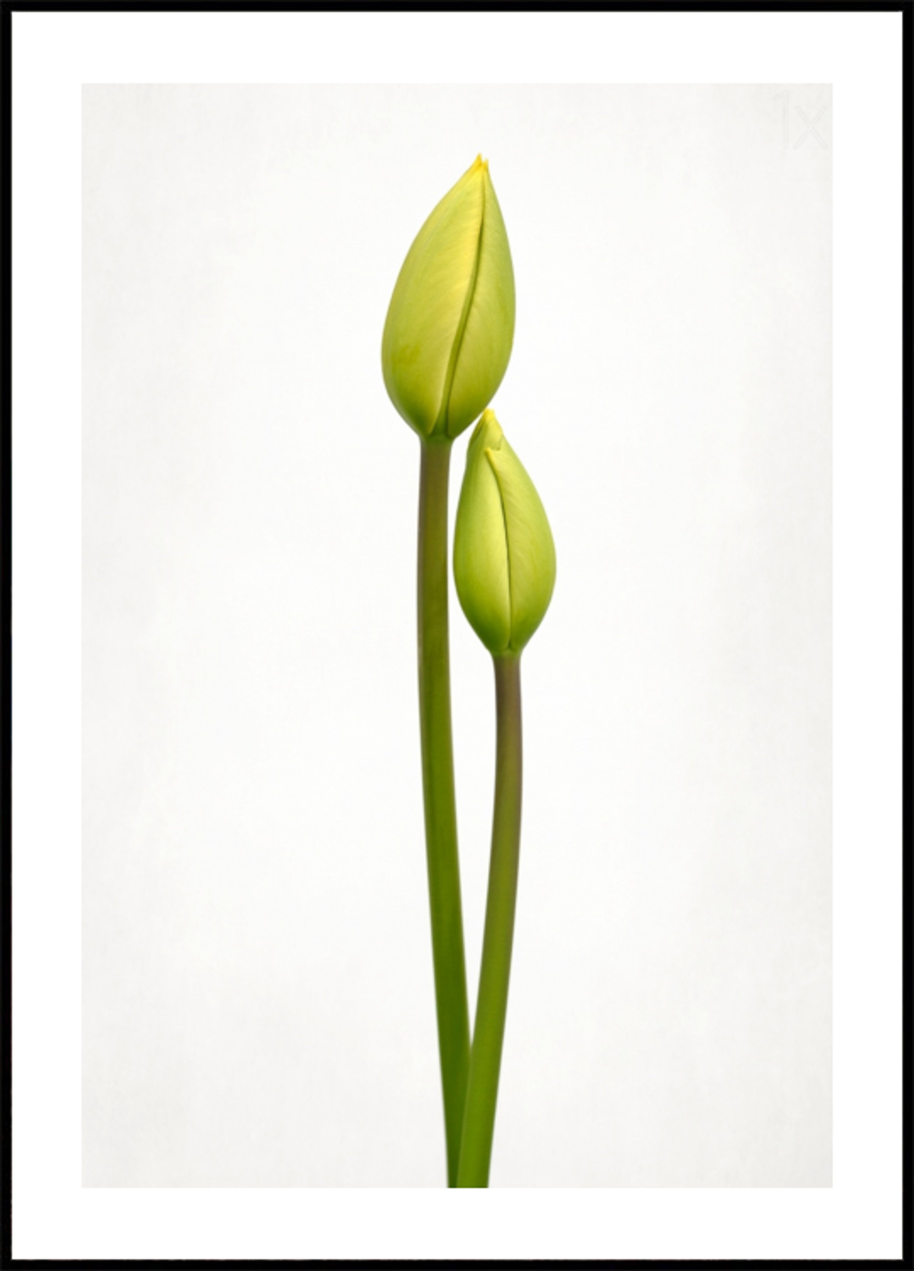 Boccioli di tulipano verde