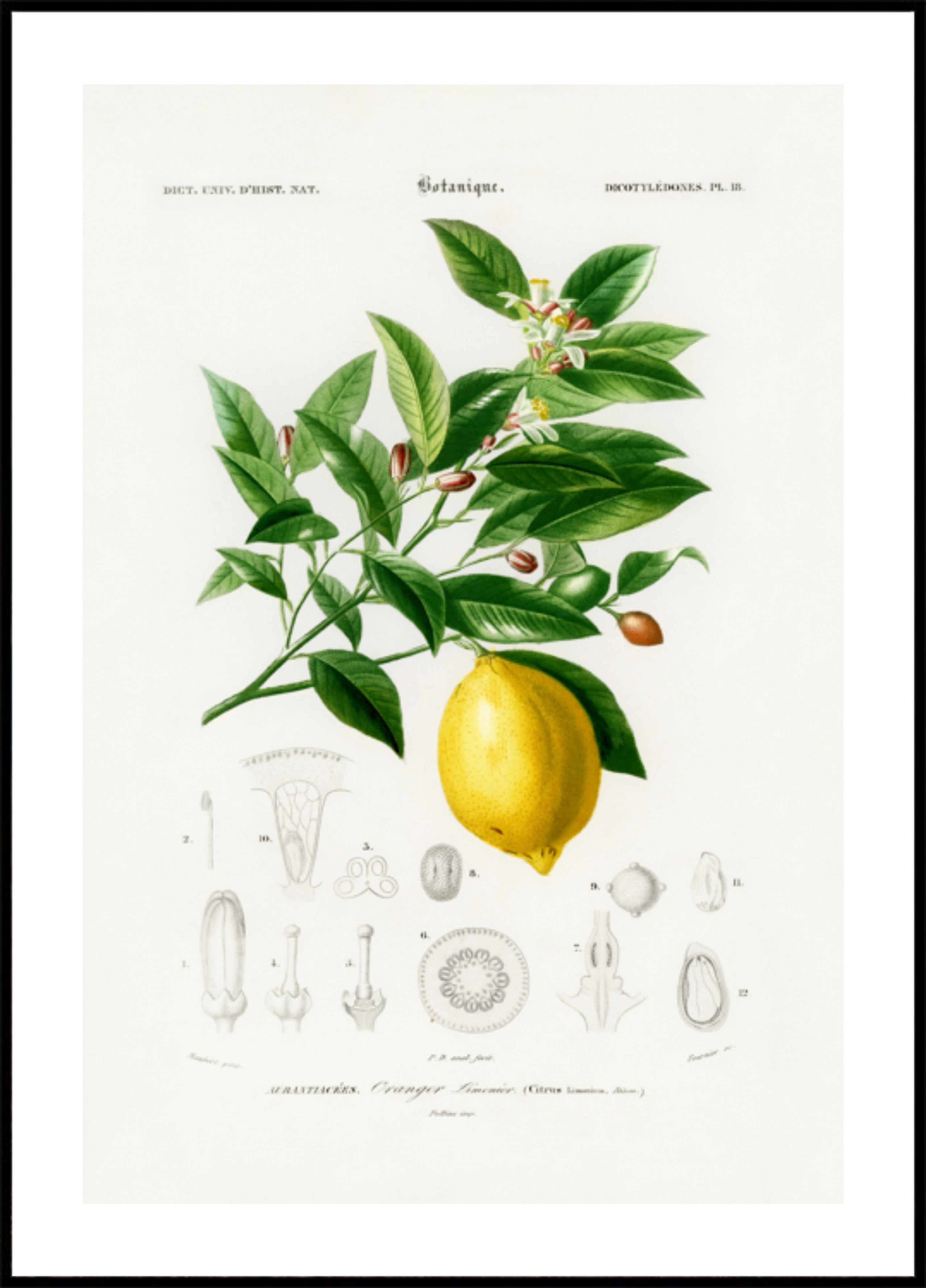 Limone (agrumi Limonium)